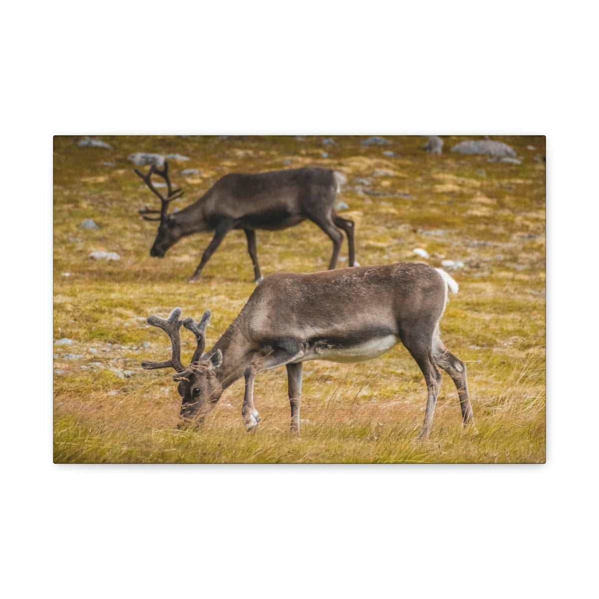 Scripture Walls Caribou Couple Caribou Troop Print Animal Wall Art Wildlife Canvas Prints Wall Art Ready to Hang Unframed-Express Your Love Gifts