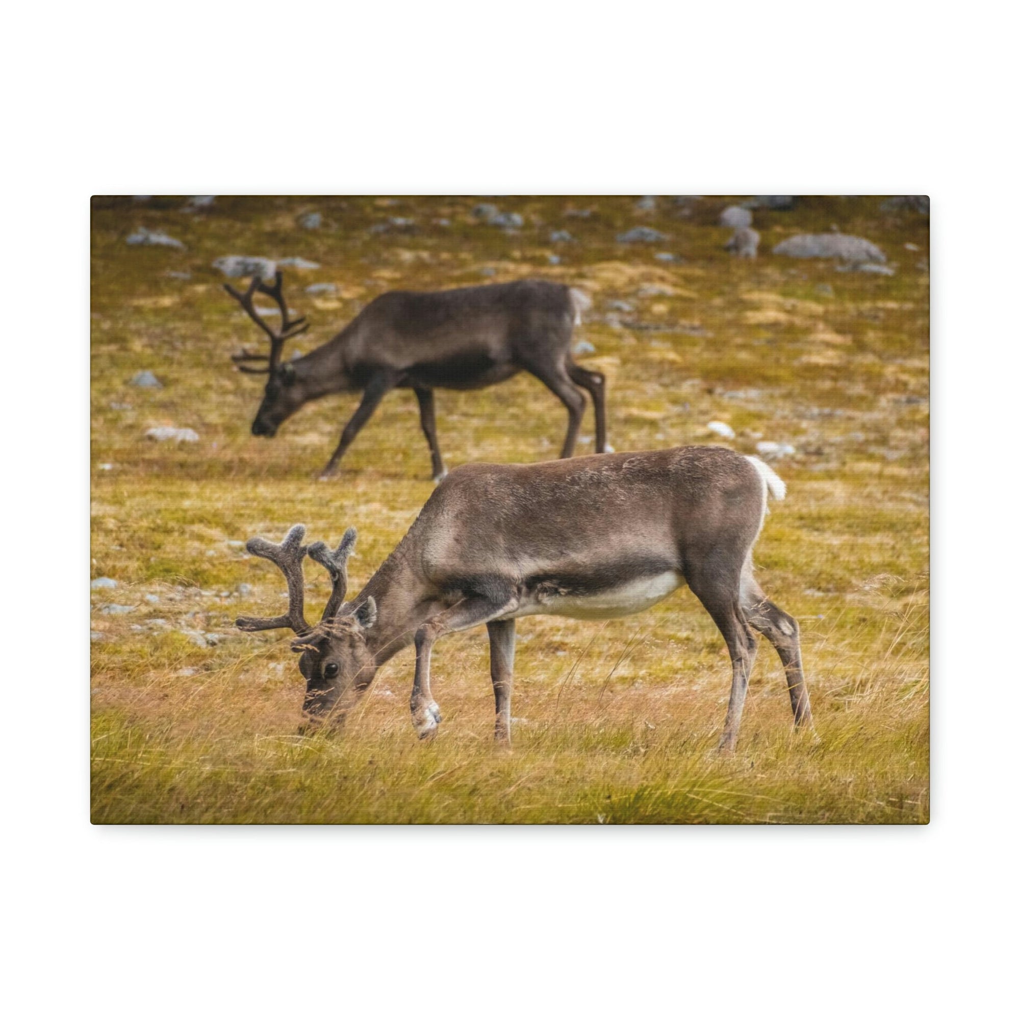 Scripture Walls Caribou Couple Caribou Troop Print Animal Wall Art Wildlife Canvas Prints Wall Art Ready to Hang Unframed-Express Your Love Gifts