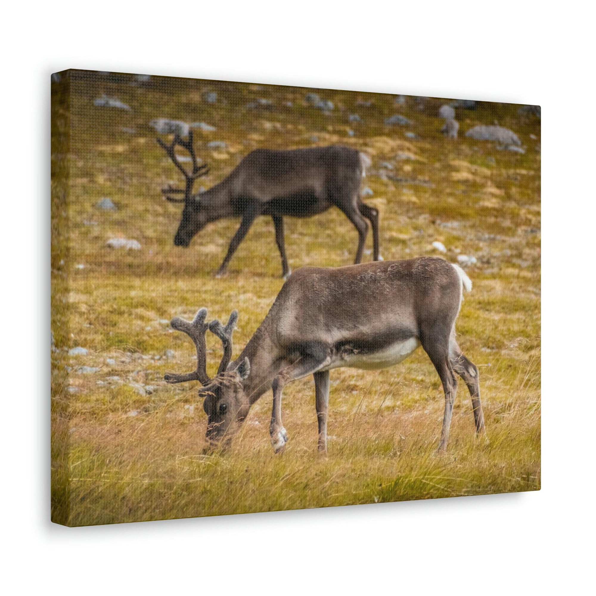 Scripture Walls Caribou Couple Caribou Troop Print Animal Wall Art Wildlife Canvas Prints Wall Art Ready to Hang Unframed-Express Your Love Gifts