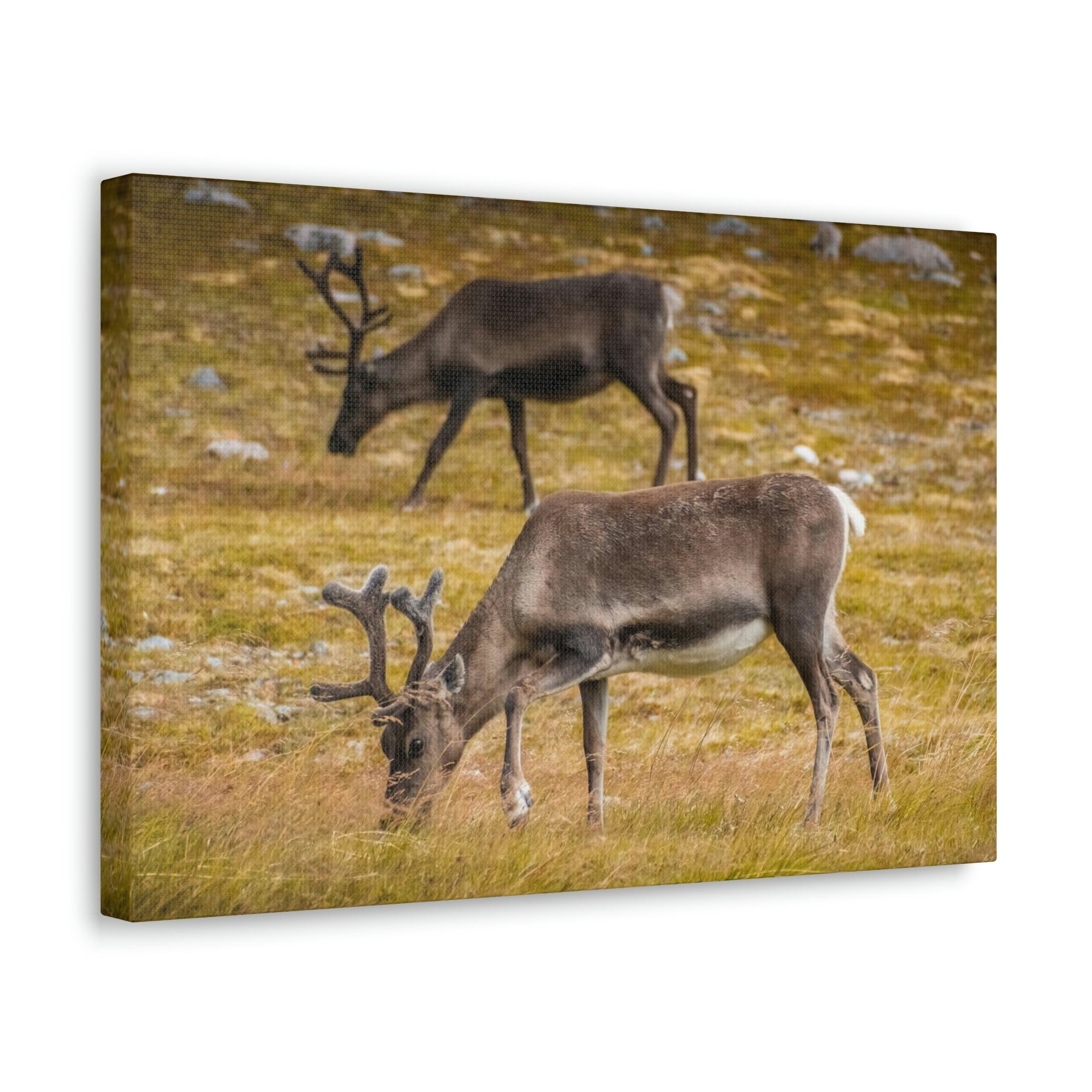 Scripture Walls Caribou Couple Caribou Troop Print Animal Wall Art Wildlife Canvas Prints Wall Art Ready to Hang Unframed-Express Your Love Gifts