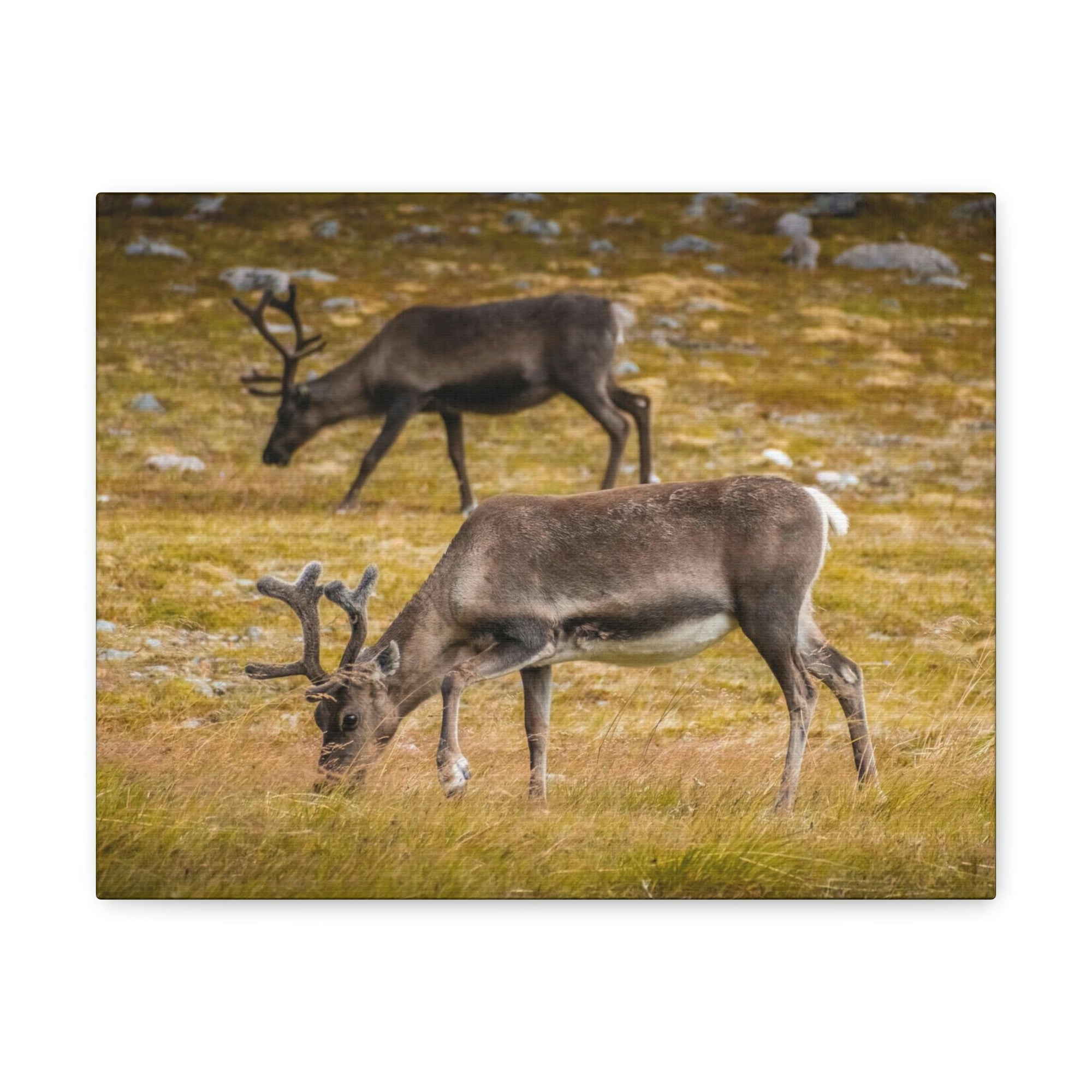 Scripture Walls Caribou Couple Caribou Troop Print Animal Wall Art Wildlife Canvas Prints Wall Art Ready to Hang Unframed-Express Your Love Gifts