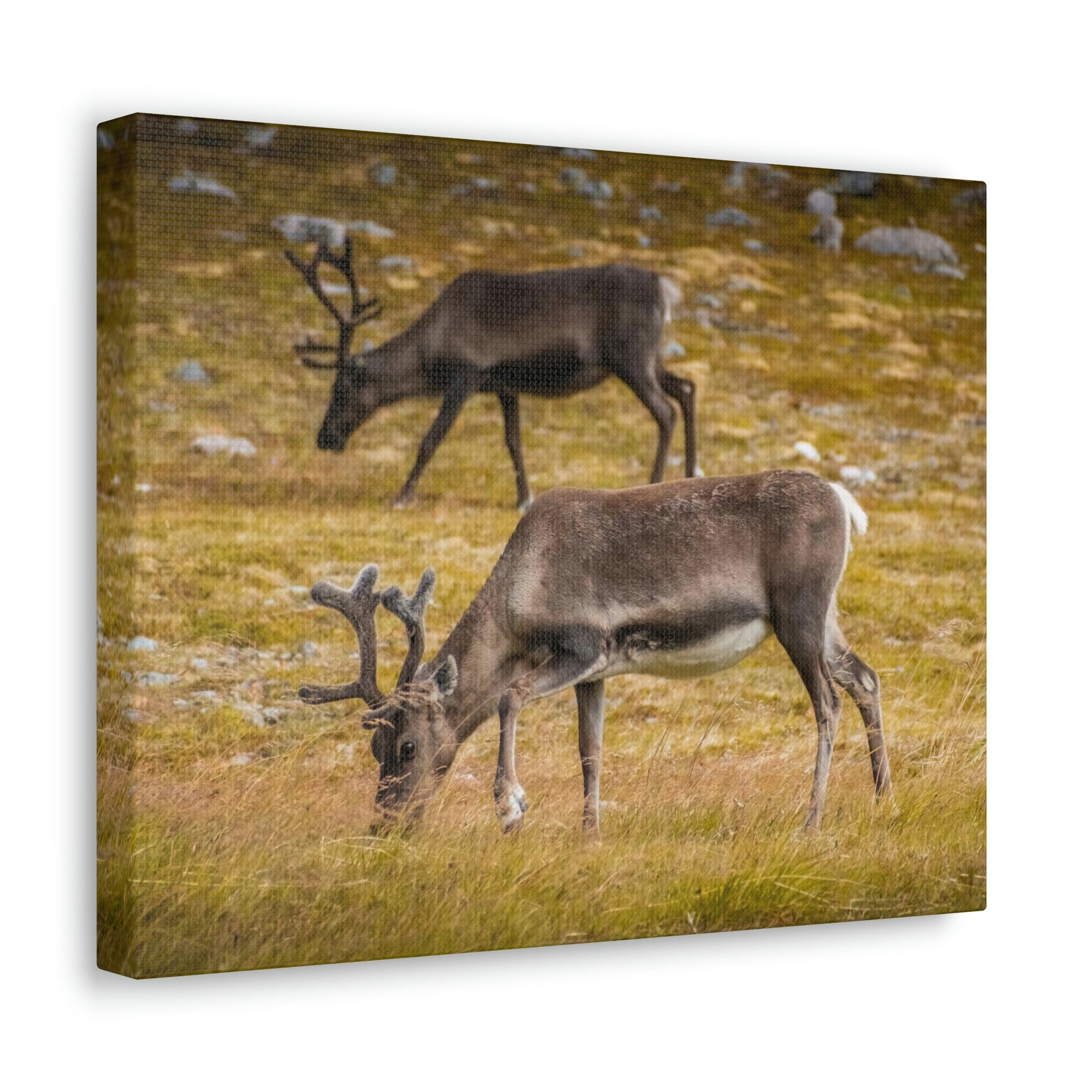 Scripture Walls Caribou Couple Caribou Troop Print Animal Wall Art Wildlife Canvas Prints Wall Art Ready to Hang Unframed-Express Your Love Gifts