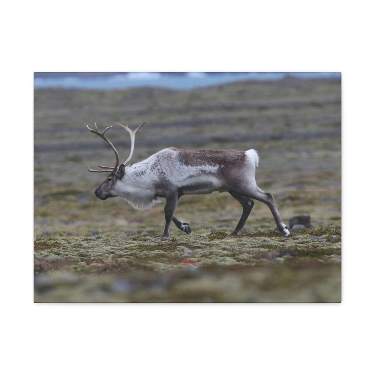 Scripture Walls Caribou Hunting Caribou on Hunt Print Animal Wall Art Wildlife Canvas Prints Wall Art Ready to Hang Unframed-Express Your Love Gifts