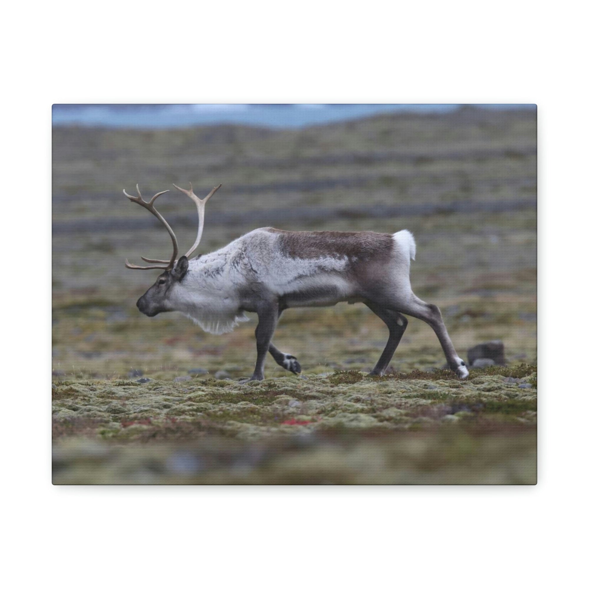 Scripture Walls Caribou Hunting Caribou on Hunt Print Animal Wall Art Wildlife Canvas Prints Wall Art Ready to Hang Unframed-Express Your Love Gifts