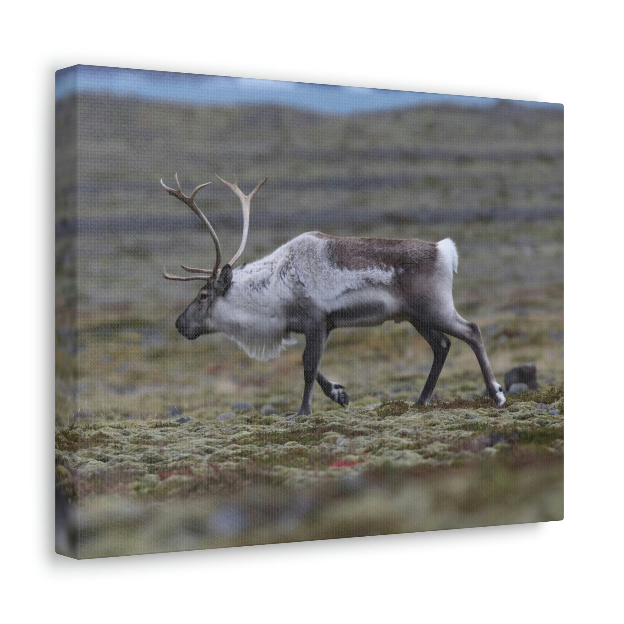 Scripture Walls Caribou Hunting Caribou on Hunt Print Animal Wall Art Wildlife Canvas Prints Wall Art Ready to Hang Unframed-Express Your Love Gifts