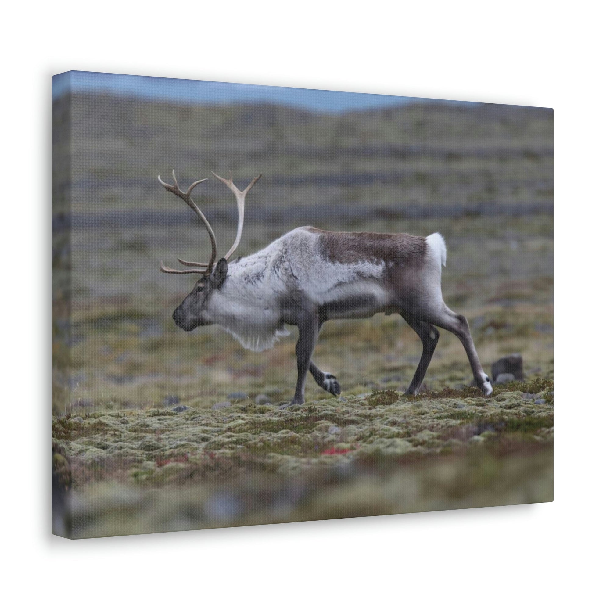 Scripture Walls Caribou Hunting Caribou on Hunt Print Animal Wall Art Wildlife Canvas Prints Wall Art Ready to Hang Unframed-Express Your Love Gifts