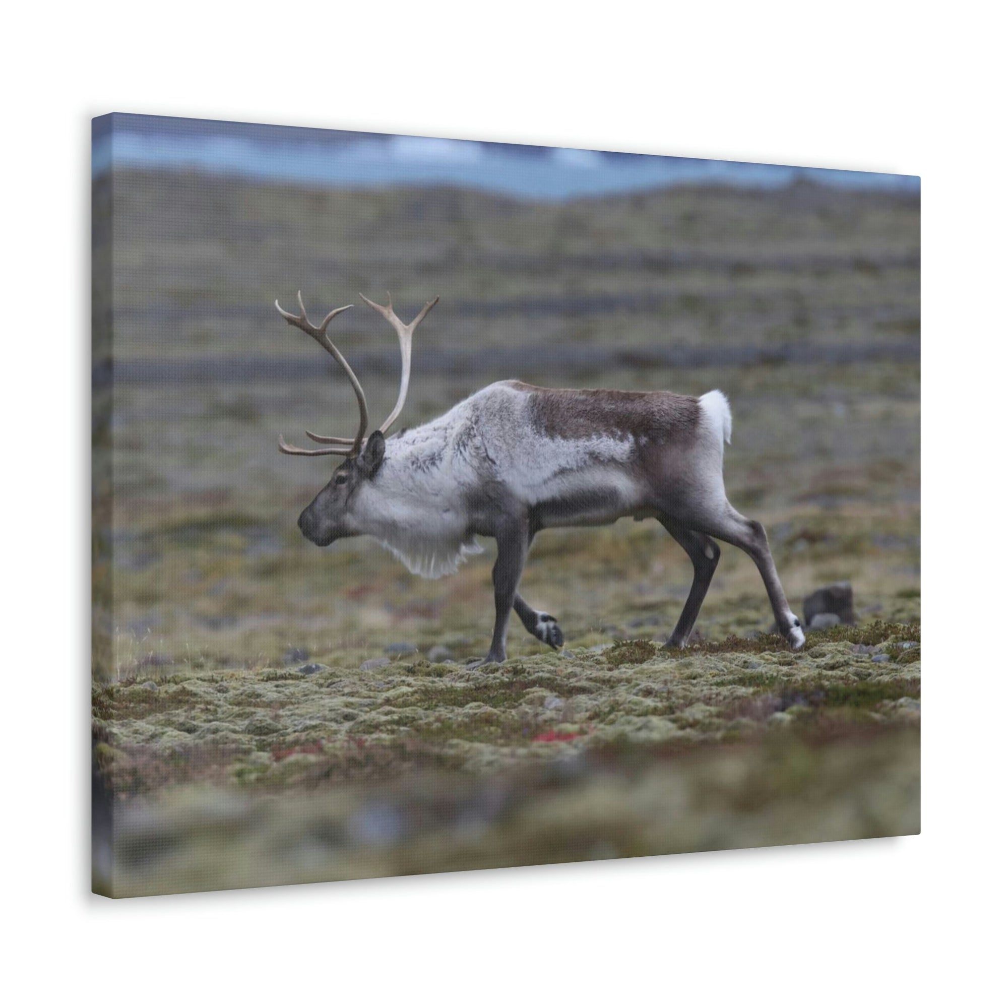 Scripture Walls Caribou Hunting Caribou on Hunt Print Animal Wall Art Wildlife Canvas Prints Wall Art Ready to Hang Unframed-Express Your Love Gifts