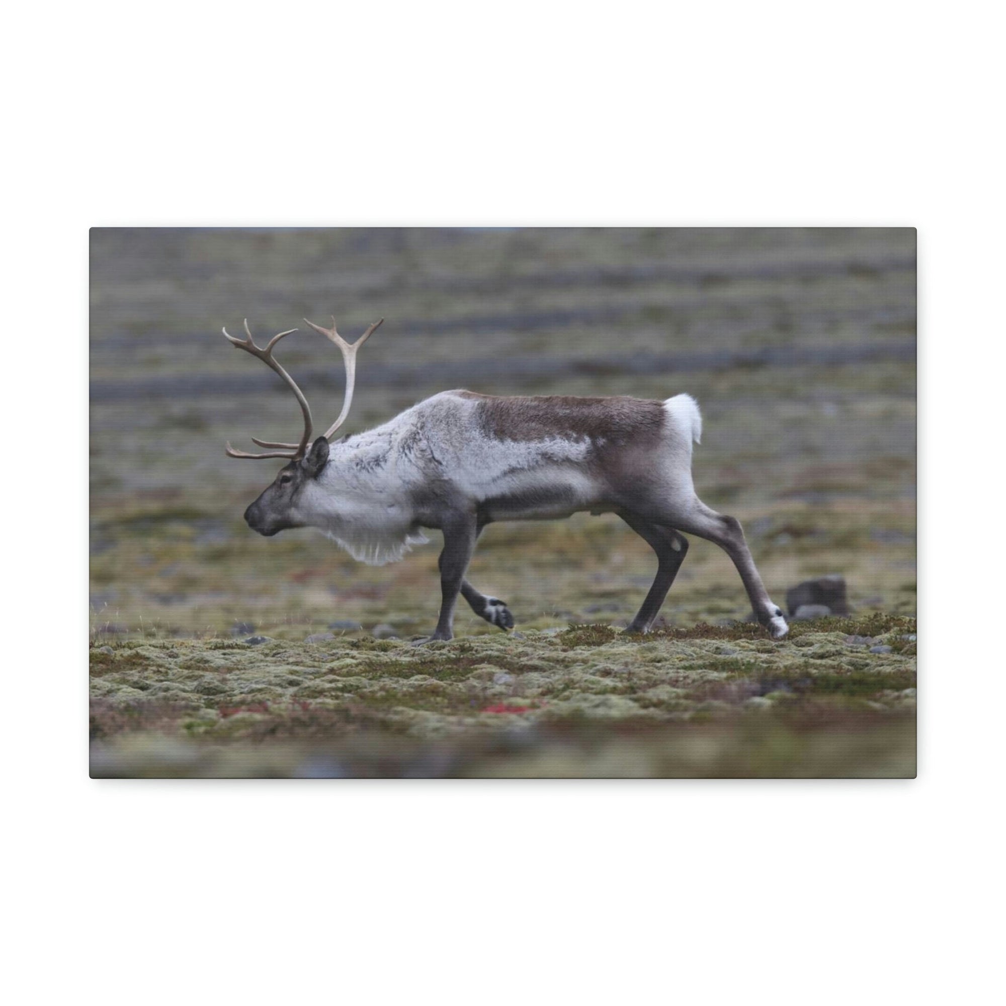 Scripture Walls Caribou Hunting Caribou on Hunt Print Animal Wall Art Wildlife Canvas Prints Wall Art Ready to Hang Unframed-Express Your Love Gifts