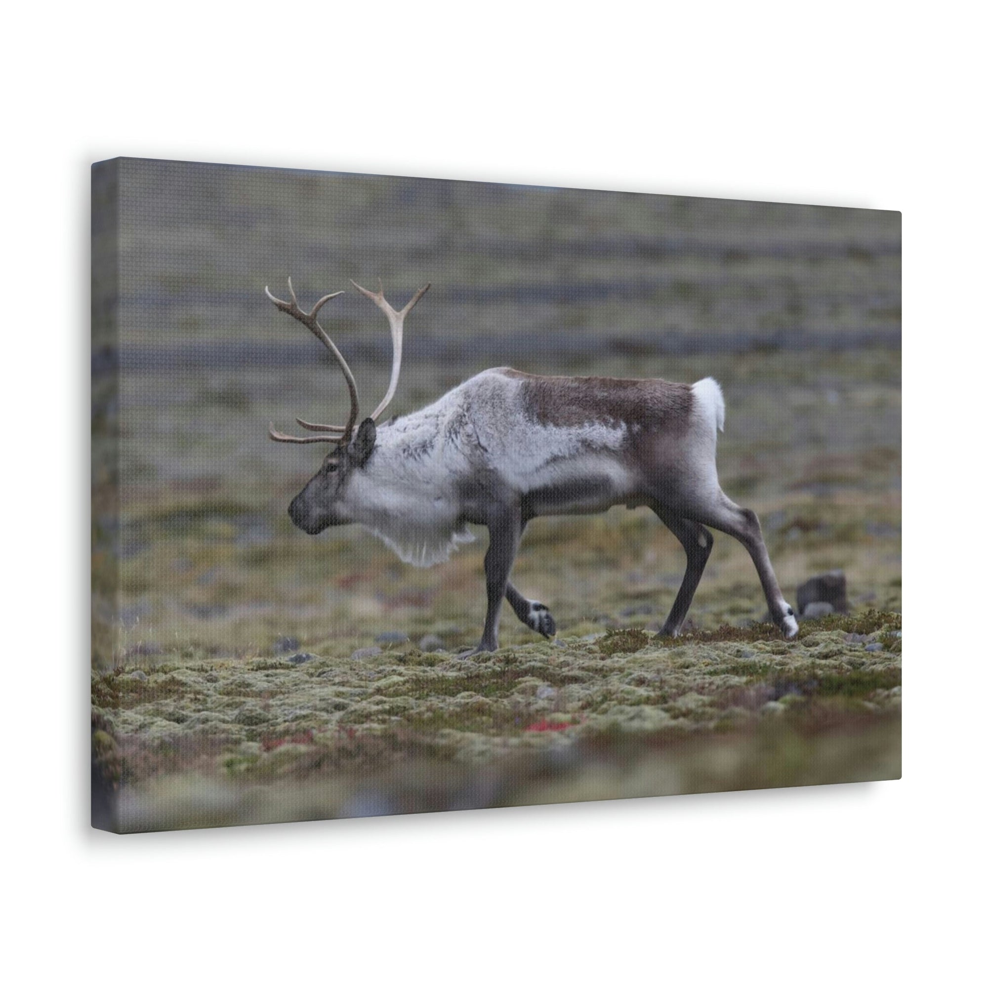 Scripture Walls Caribou Hunting Caribou on Hunt Print Animal Wall Art Wildlife Canvas Prints Wall Art Ready to Hang Unframed-Express Your Love Gifts