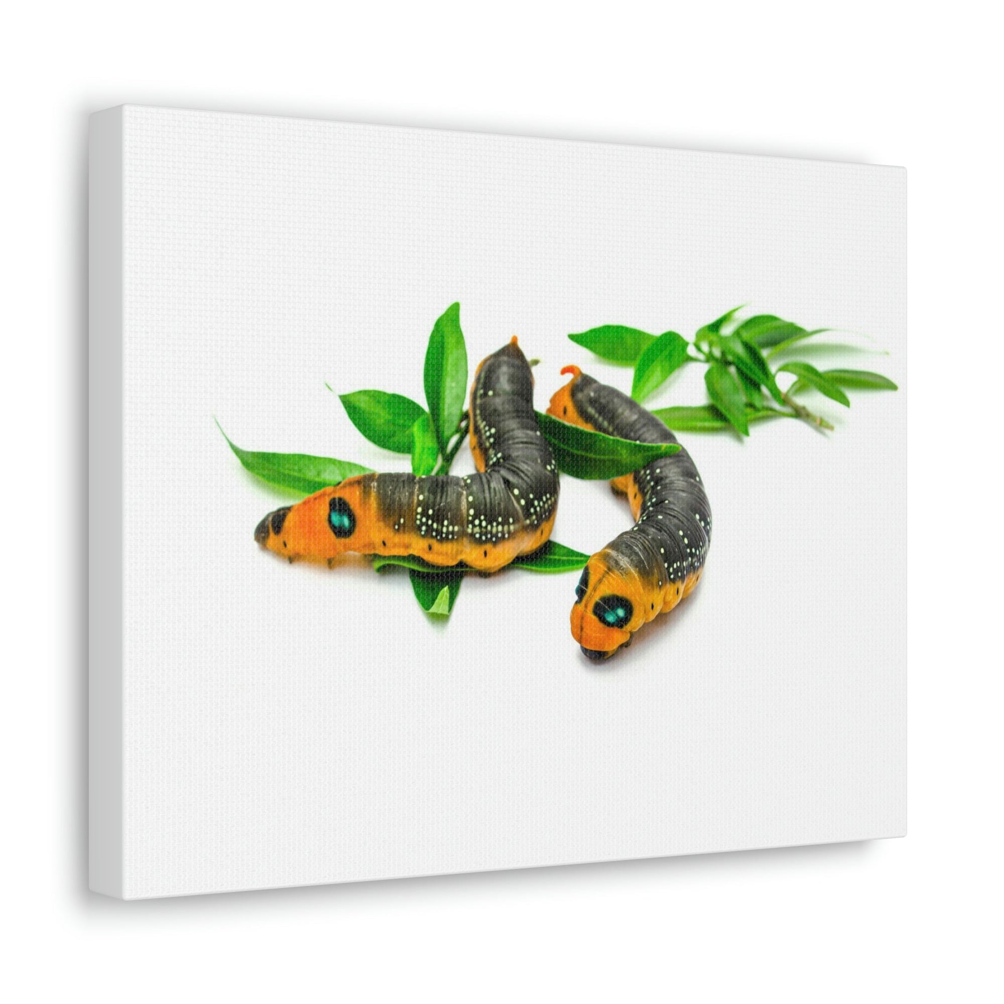 Scripture Walls Caterpillar Couple Caterpillar Troop Print Animal Wall Art Wildlife Canvas Prints Wall Art Ready to Hang Unframed-Express Your Love Gifts