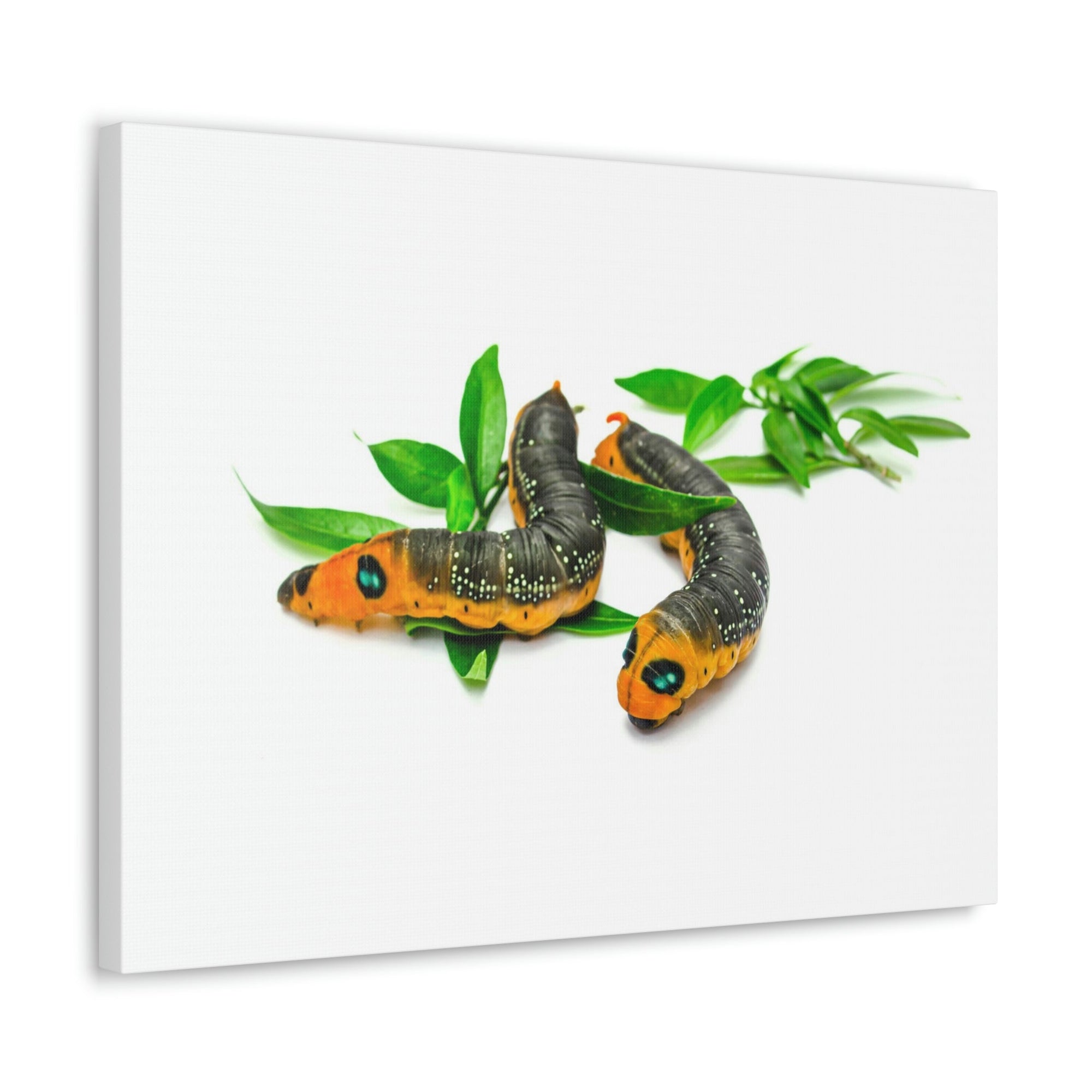 Scripture Walls Caterpillar Couple Caterpillar Troop Print Animal Wall Art Wildlife Canvas Prints Wall Art Ready to Hang Unframed-Express Your Love Gifts