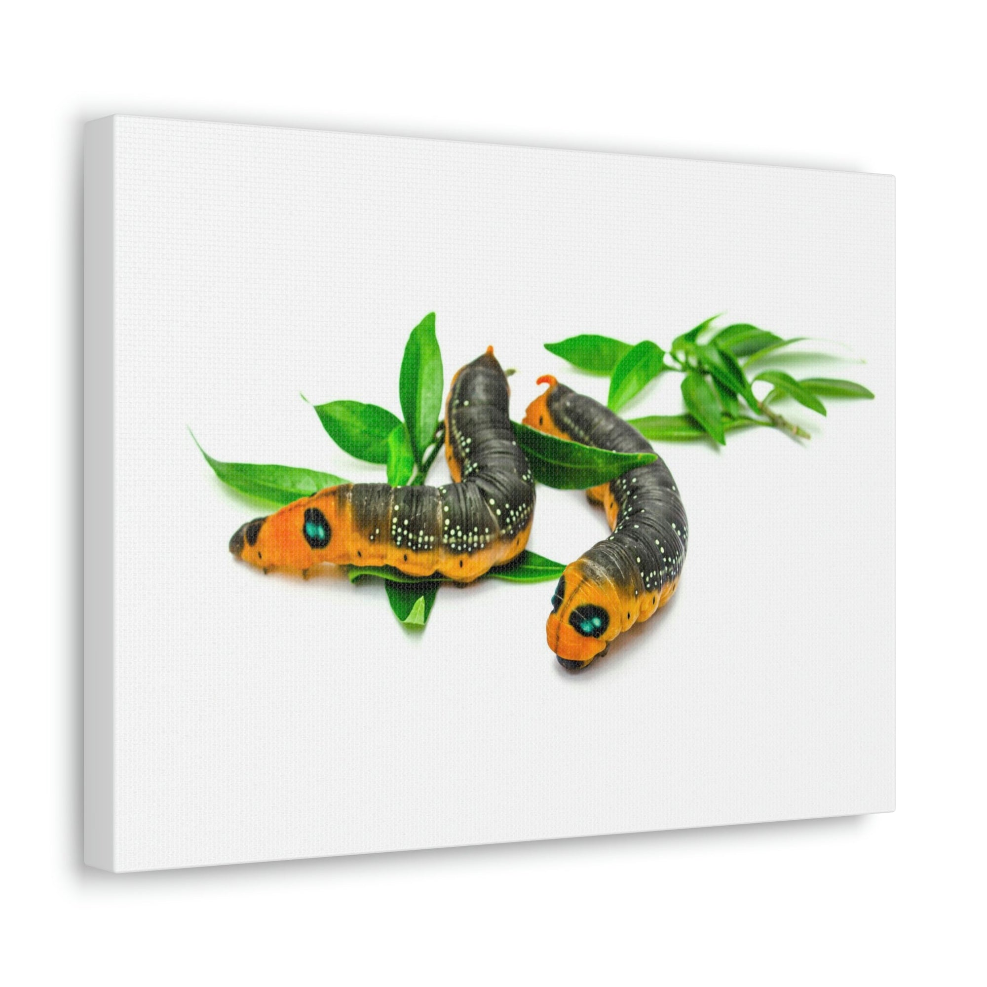 Scripture Walls Caterpillar Couple Caterpillar Troop Print Animal Wall Art Wildlife Canvas Prints Wall Art Ready to Hang Unframed-Express Your Love Gifts