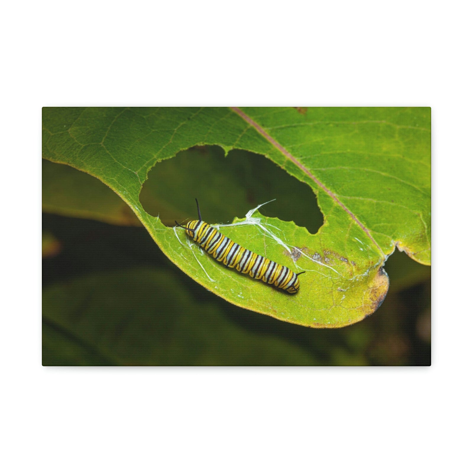 Scripture Walls Caterpillar Hunting Caterpillar on Hunt Print Animal Wall Art Wildlife Canvas Prints Wall Art Ready to Hang Unframed-Express Your Love Gifts