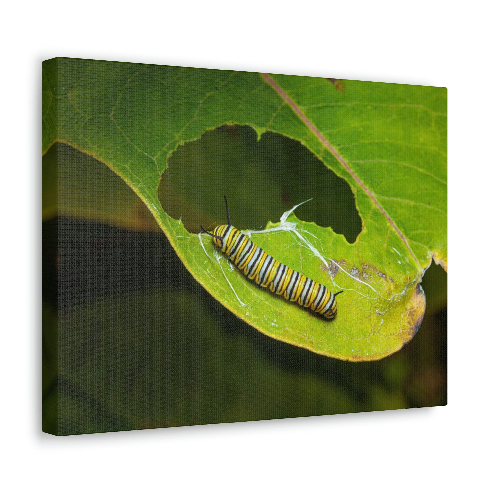 Scripture Walls Caterpillar Hunting Caterpillar on Hunt Print Animal Wall Art Wildlife Canvas Prints Wall Art Ready to Hang Unframed-Express Your Love Gifts