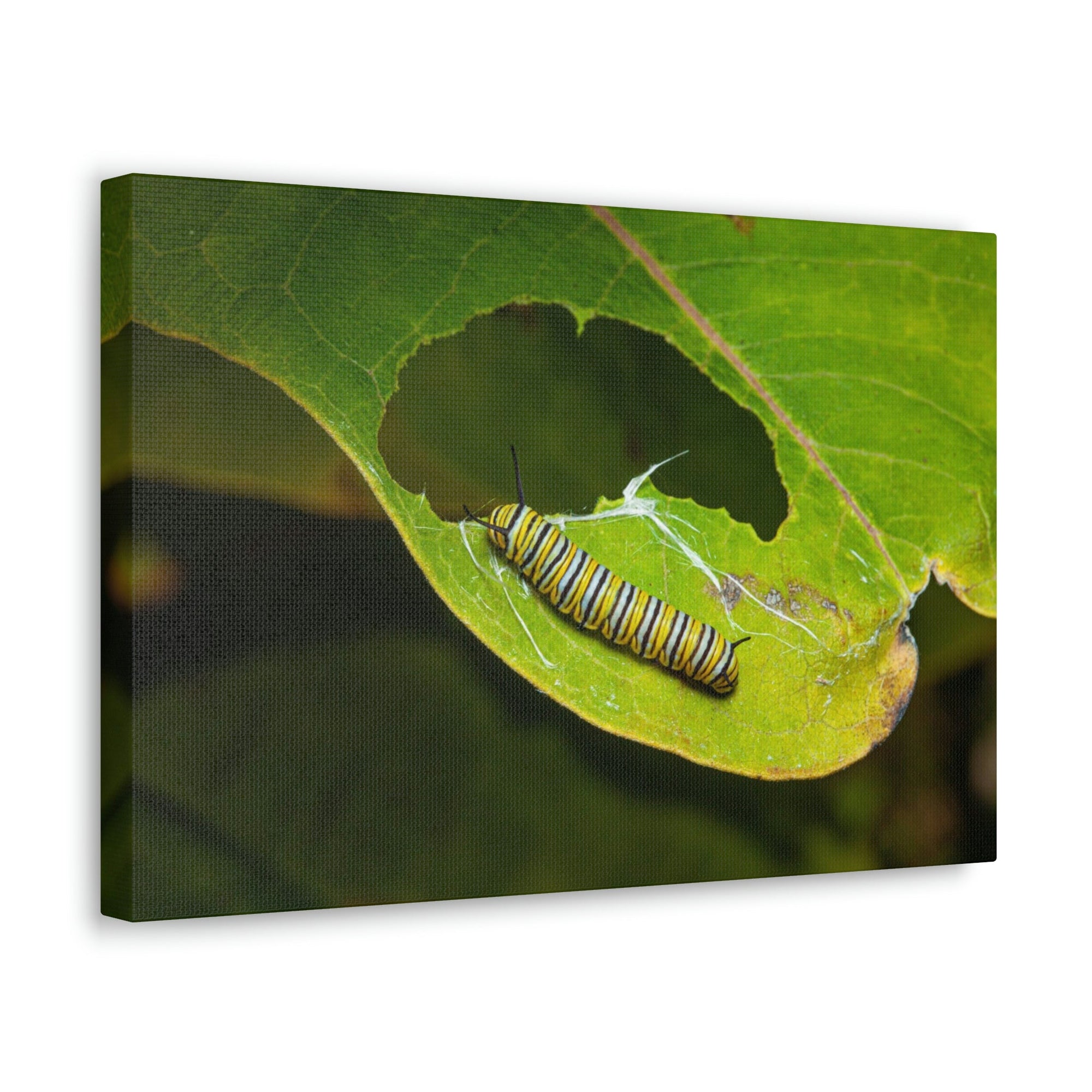 Scripture Walls Caterpillar Hunting Caterpillar on Hunt Print Animal Wall Art Wildlife Canvas Prints Wall Art Ready to Hang Unframed-Express Your Love Gifts