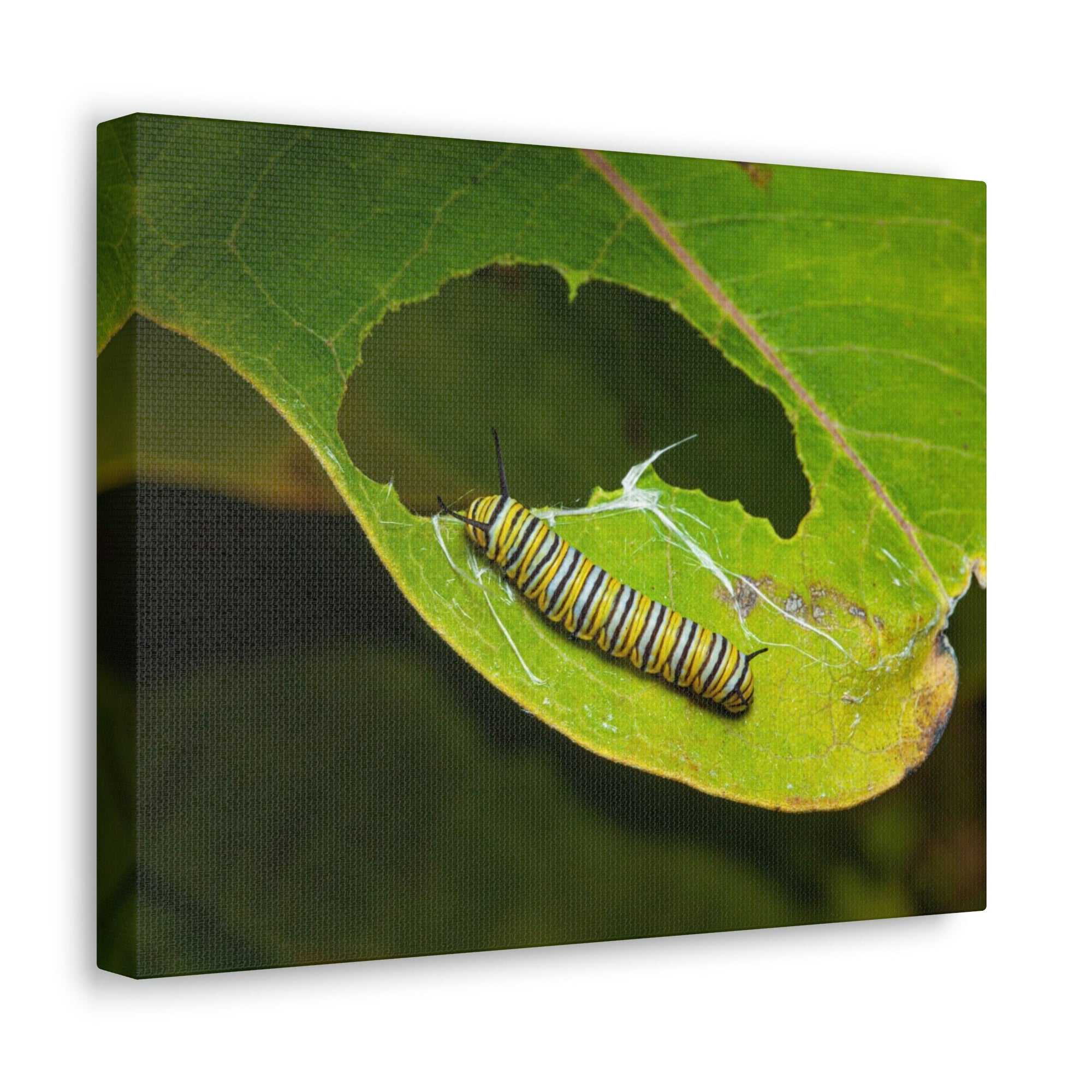 Scripture Walls Caterpillar Hunting Caterpillar on Hunt Print Animal Wall Art Wildlife Canvas Prints Wall Art Ready to Hang Unframed-Express Your Love Gifts