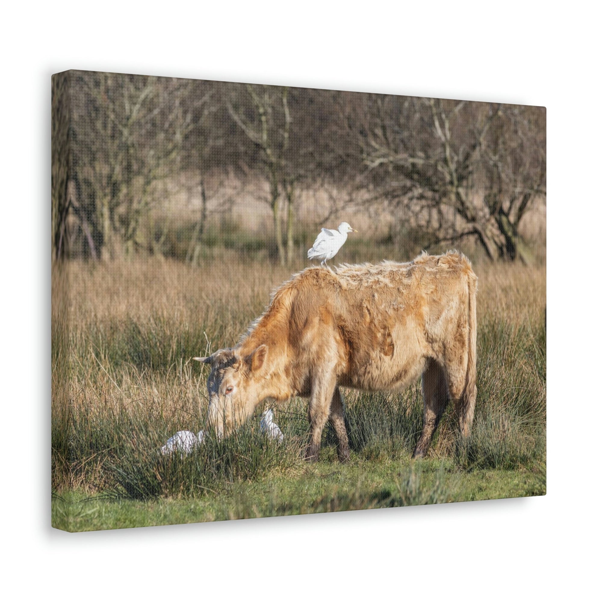 Scripture Walls Cattle Hunting Cattle on Hunt Print Animal Wall Art Wildlife Canvas Prints Wall Art Ready to Hang Unframed-Express Your Love Gifts