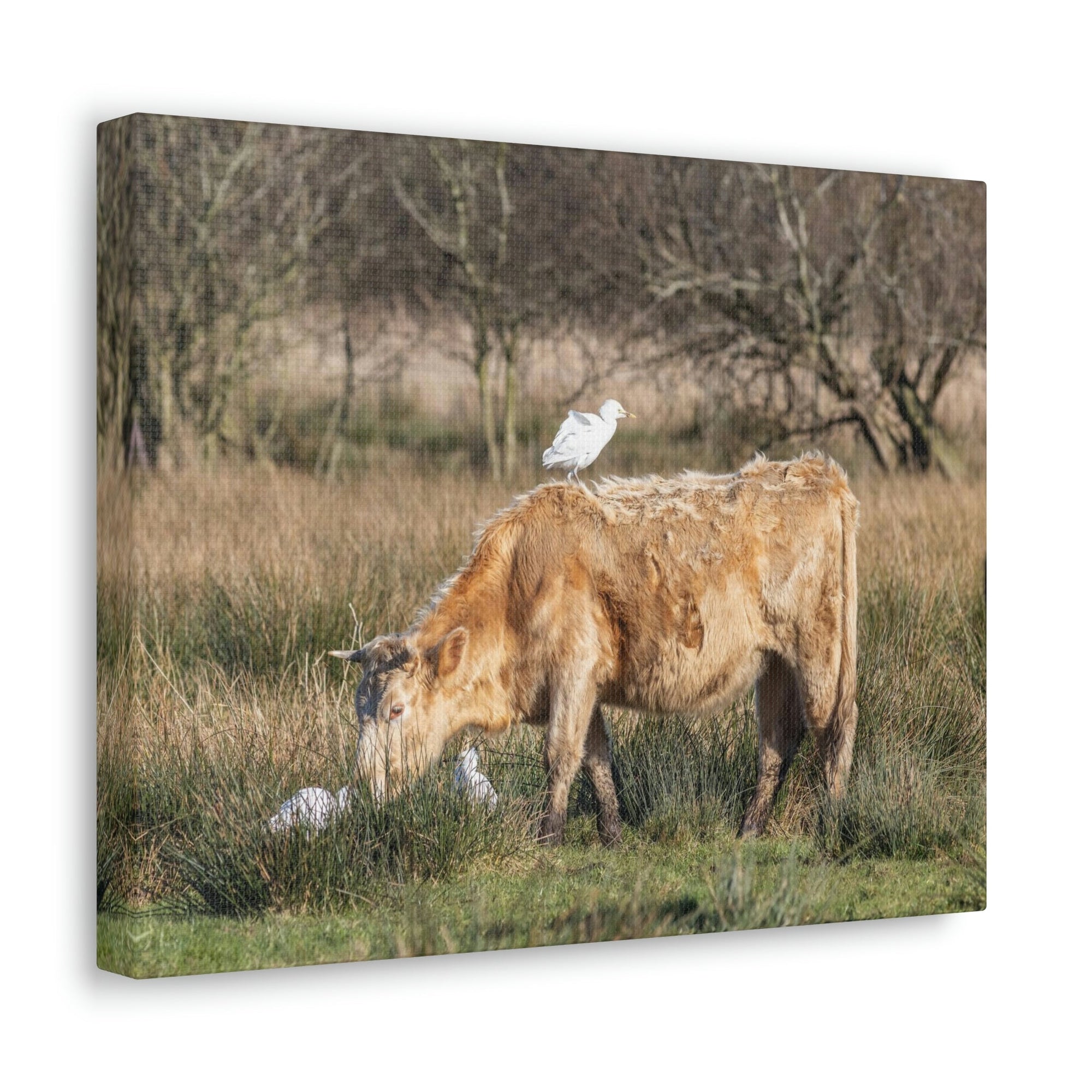 Scripture Walls Cattle Hunting Cattle on Hunt Print Animal Wall Art Wildlife Canvas Prints Wall Art Ready to Hang Unframed-Express Your Love Gifts