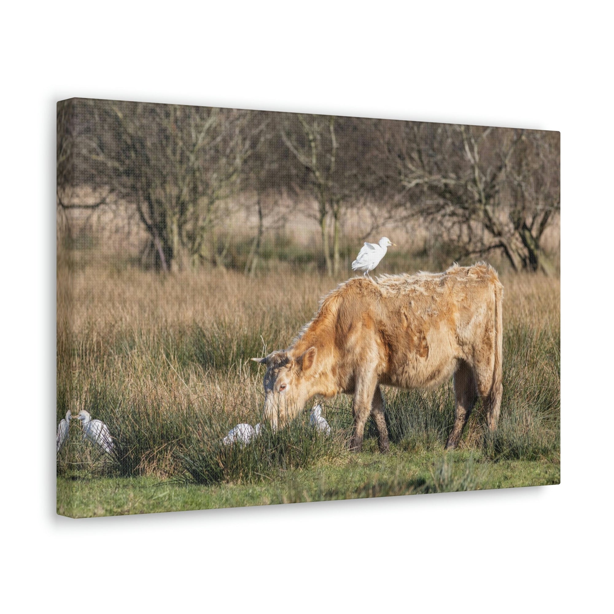 Scripture Walls Cattle Hunting Cattle on Hunt Print Animal Wall Art Wildlife Canvas Prints Wall Art Ready to Hang Unframed-Express Your Love Gifts