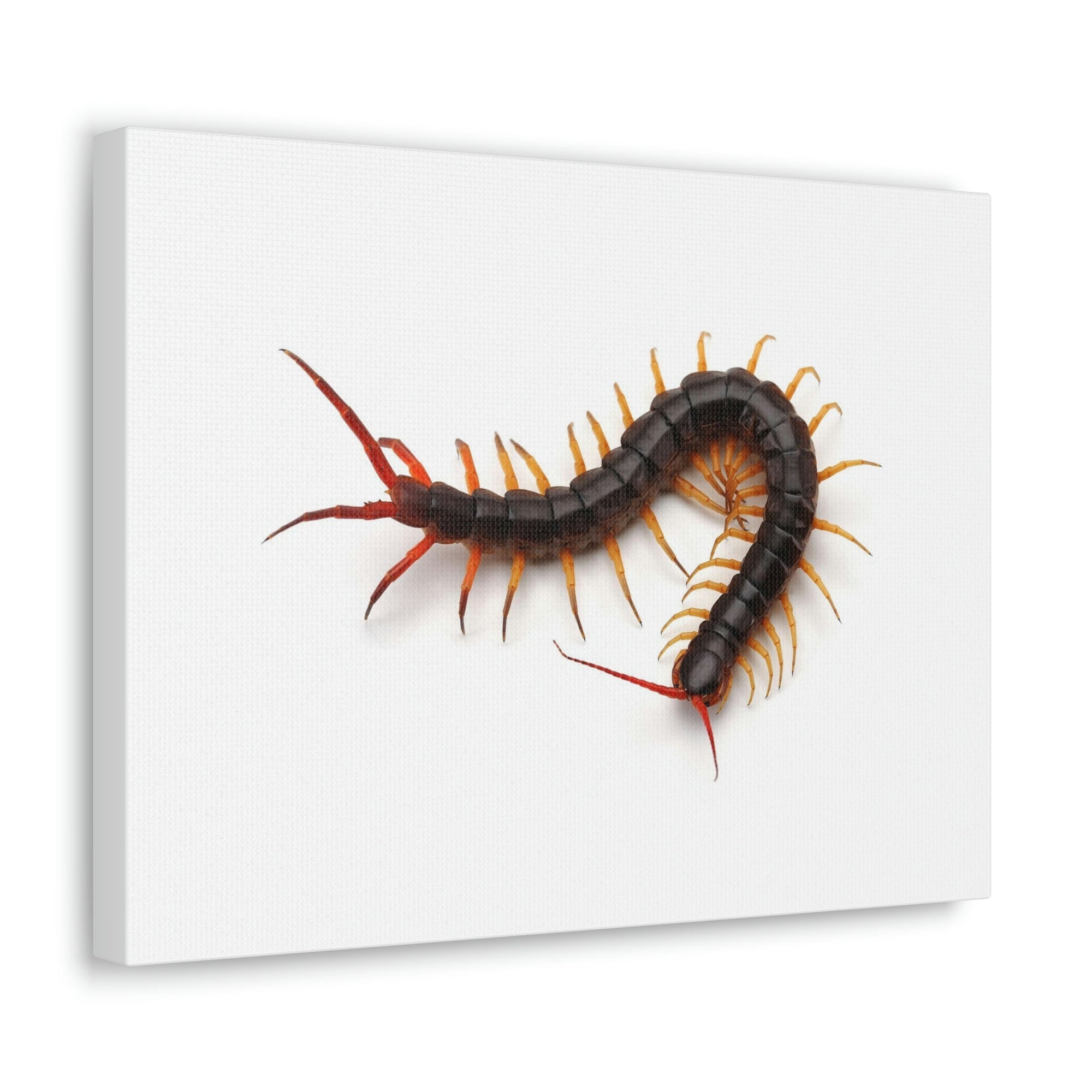 Scripture Walls Centipede Hunting Centipede on Hunt Print Animal Wall Art Wildlife Canvas Prints Wall Art Ready to Hang Unframed-Express Your Love Gifts