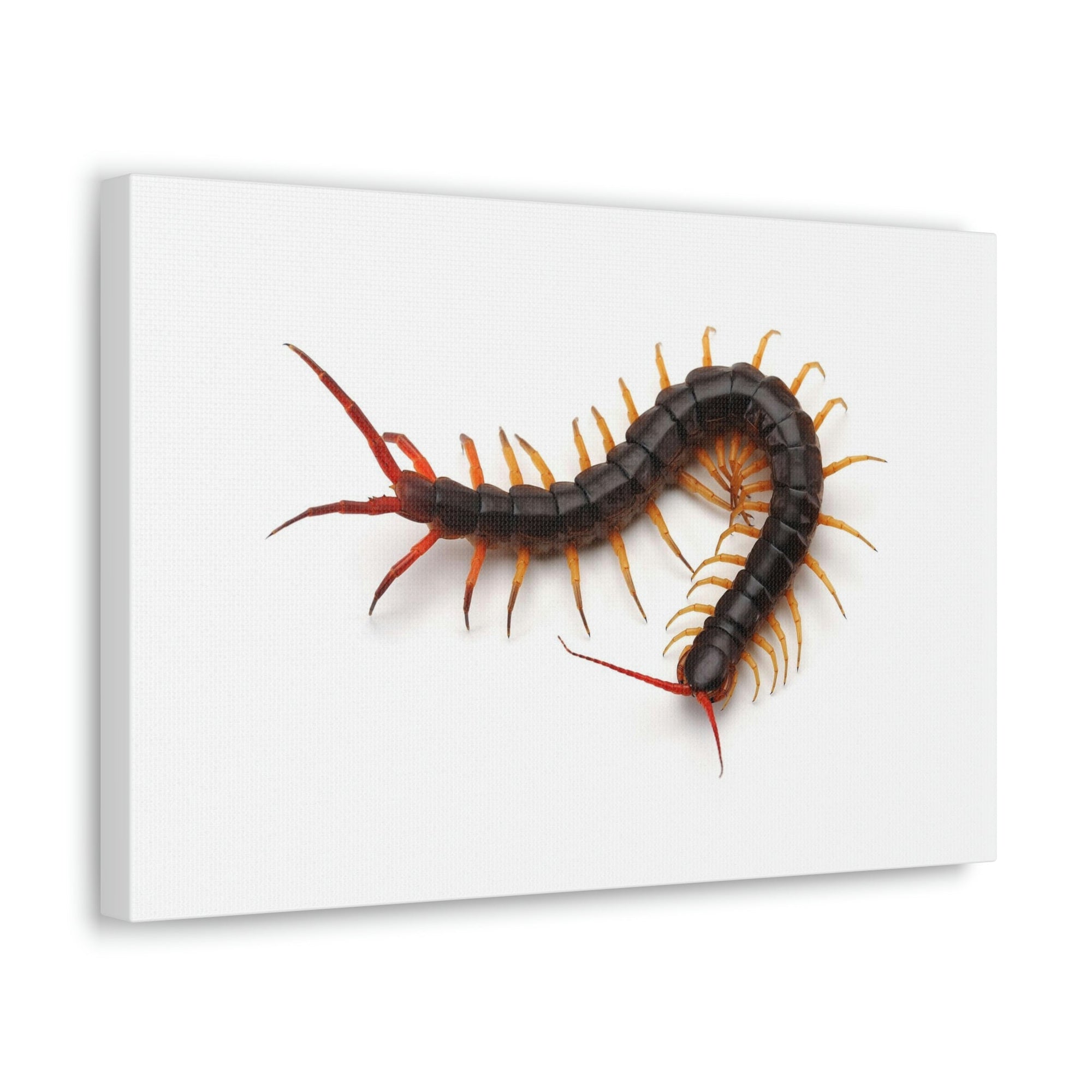 Scripture Walls Centipede Hunting Centipede on Hunt Print Animal Wall Art Wildlife Canvas Prints Wall Art Ready to Hang Unframed-Express Your Love Gifts