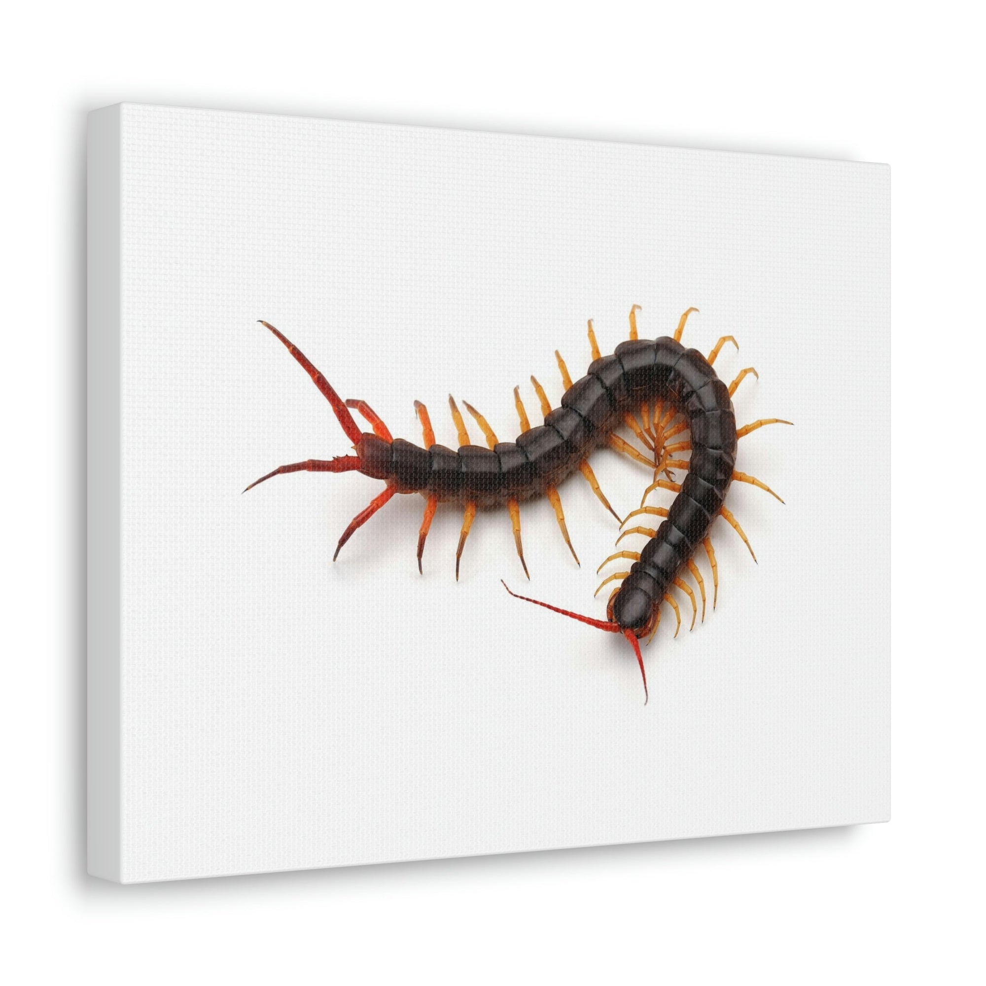 Scripture Walls Centipede Hunting Centipede on Hunt Print Animal Wall Art Wildlife Canvas Prints Wall Art Ready to Hang Unframed-Express Your Love Gifts