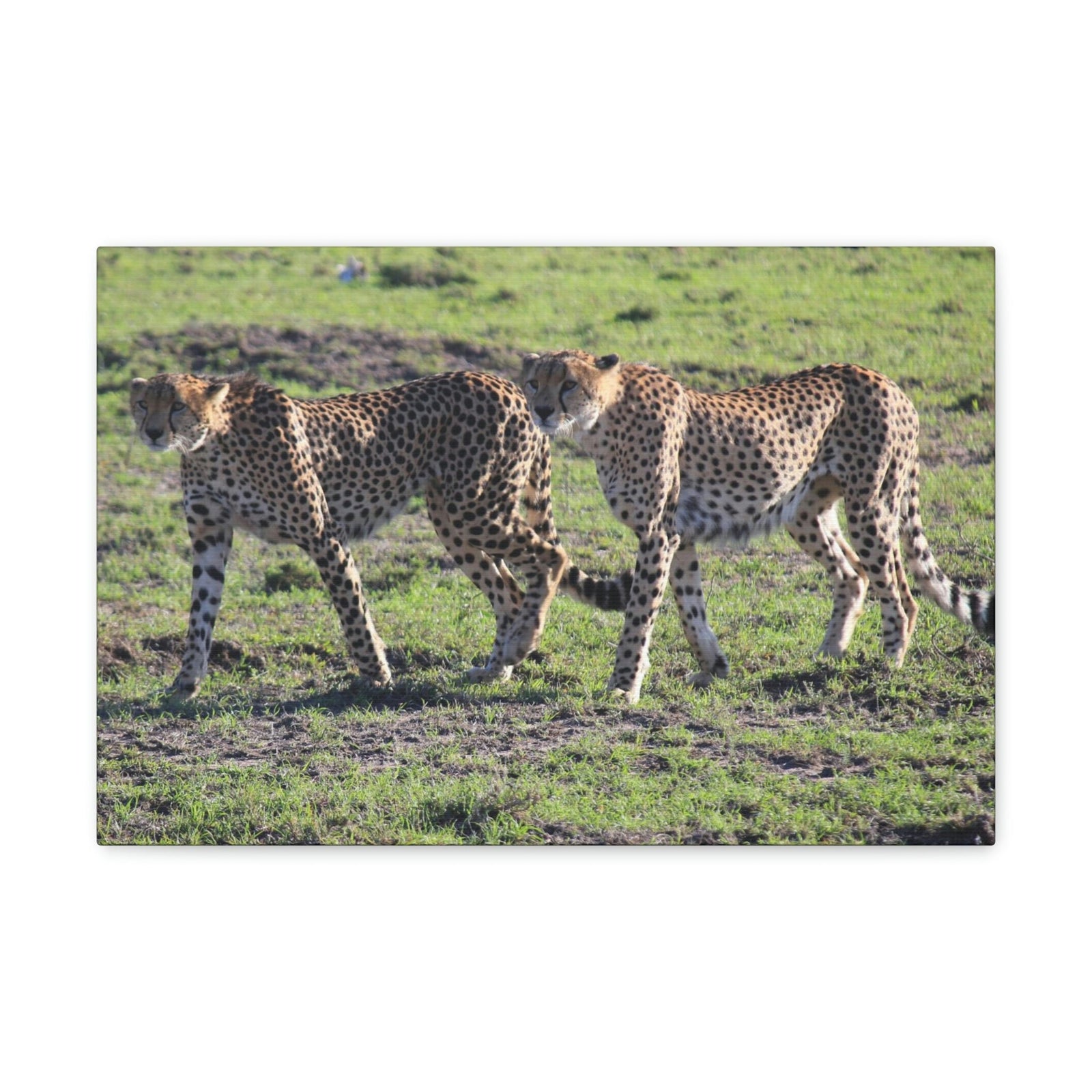 Scripture Walls Cheetah Couple Cheetah Troop Print Animal Wall Art Wildlife Canvas Prints Wall Art Ready to Hang Unframed-Express Your Love Gifts