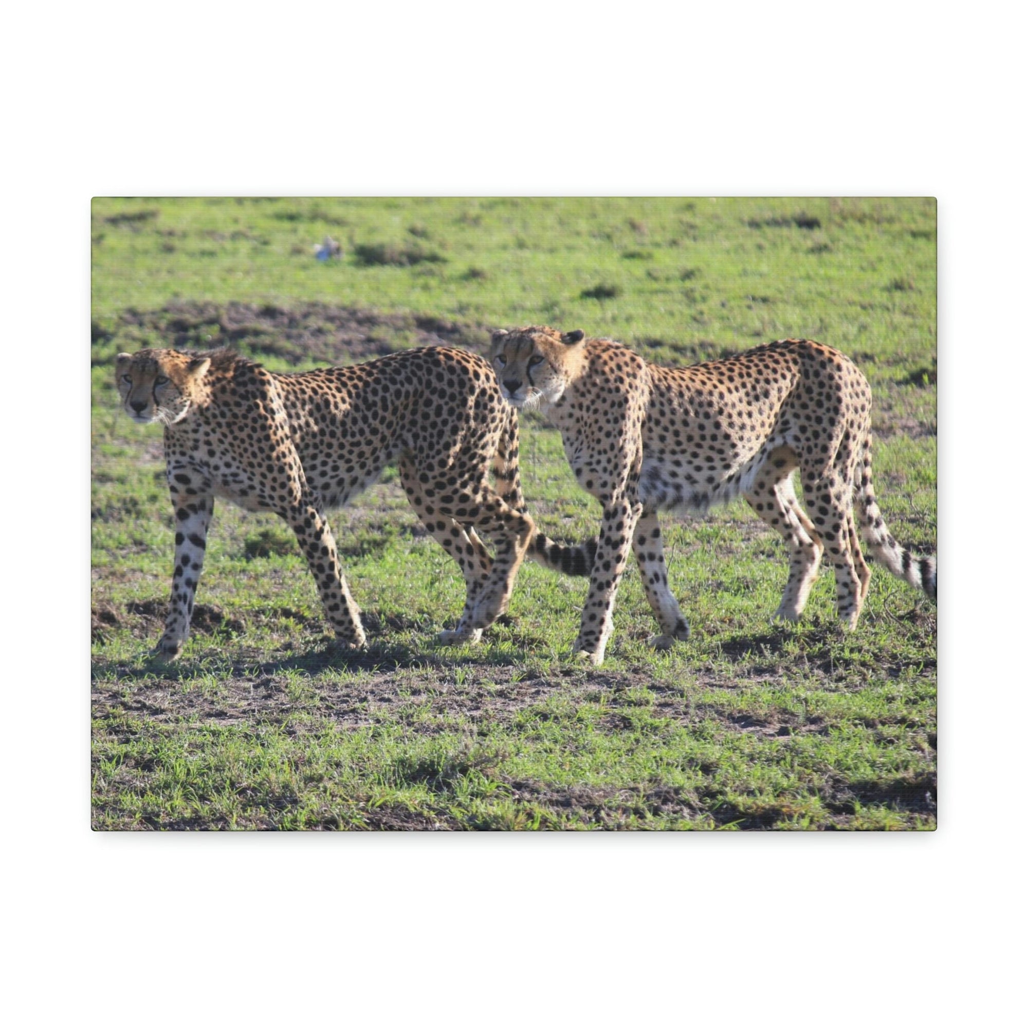 Scripture Walls Cheetah Couple Cheetah Troop Print Animal Wall Art Wildlife Canvas Prints Wall Art Ready to Hang Unframed-Express Your Love Gifts