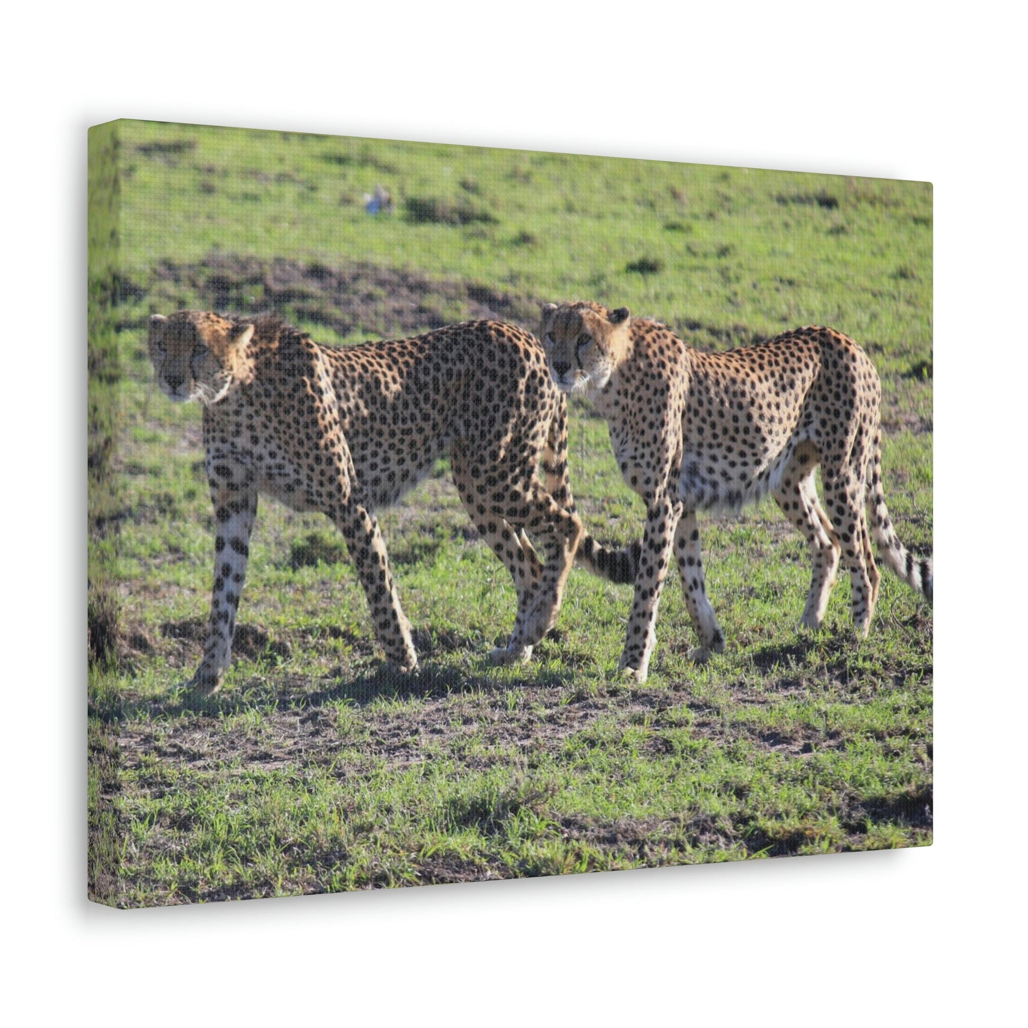 Scripture Walls Cheetah Couple Cheetah Troop Print Animal Wall Art Wildlife Canvas Prints Wall Art Ready to Hang Unframed-Express Your Love Gifts