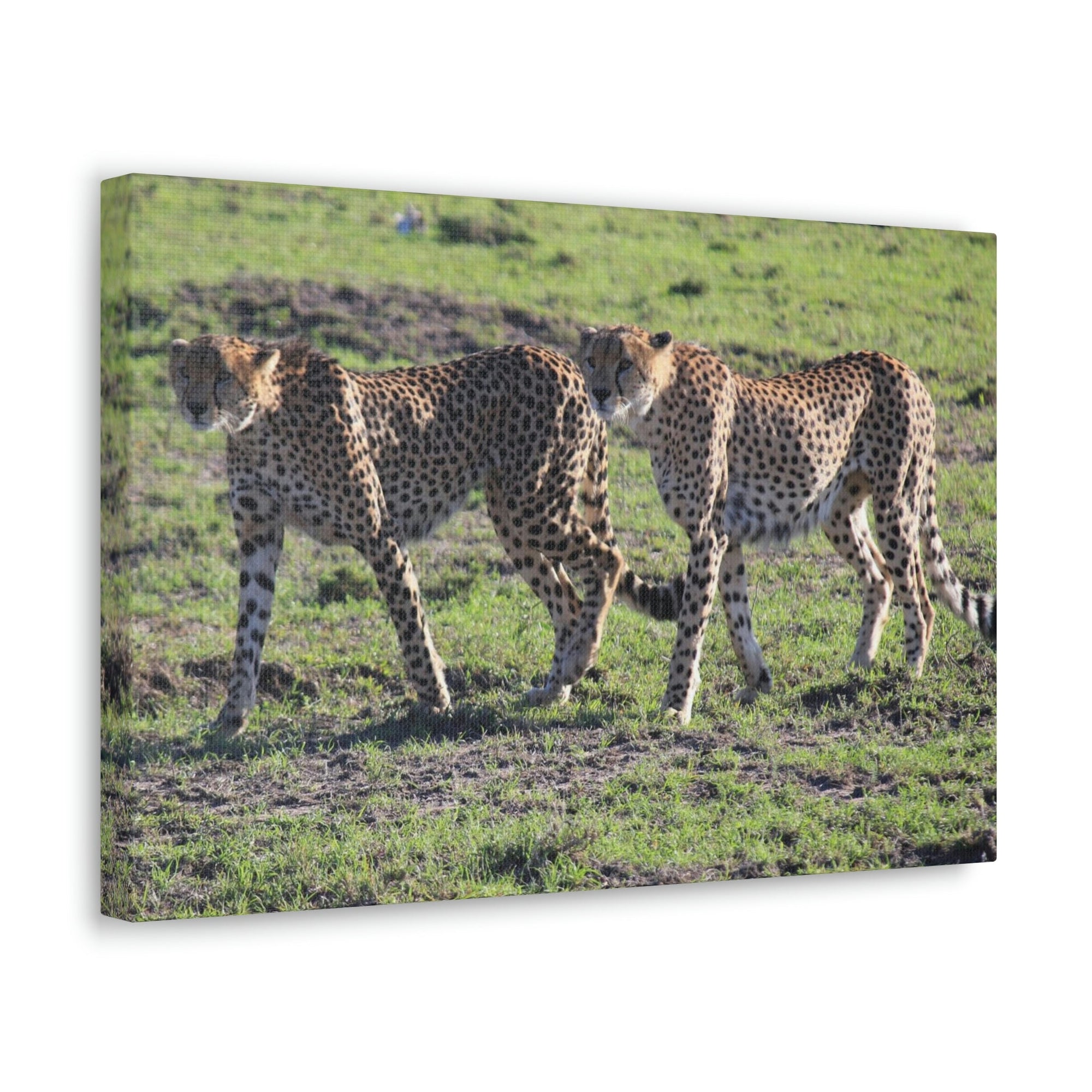 Scripture Walls Cheetah Couple Cheetah Troop Print Animal Wall Art Wildlife Canvas Prints Wall Art Ready to Hang Unframed-Express Your Love Gifts