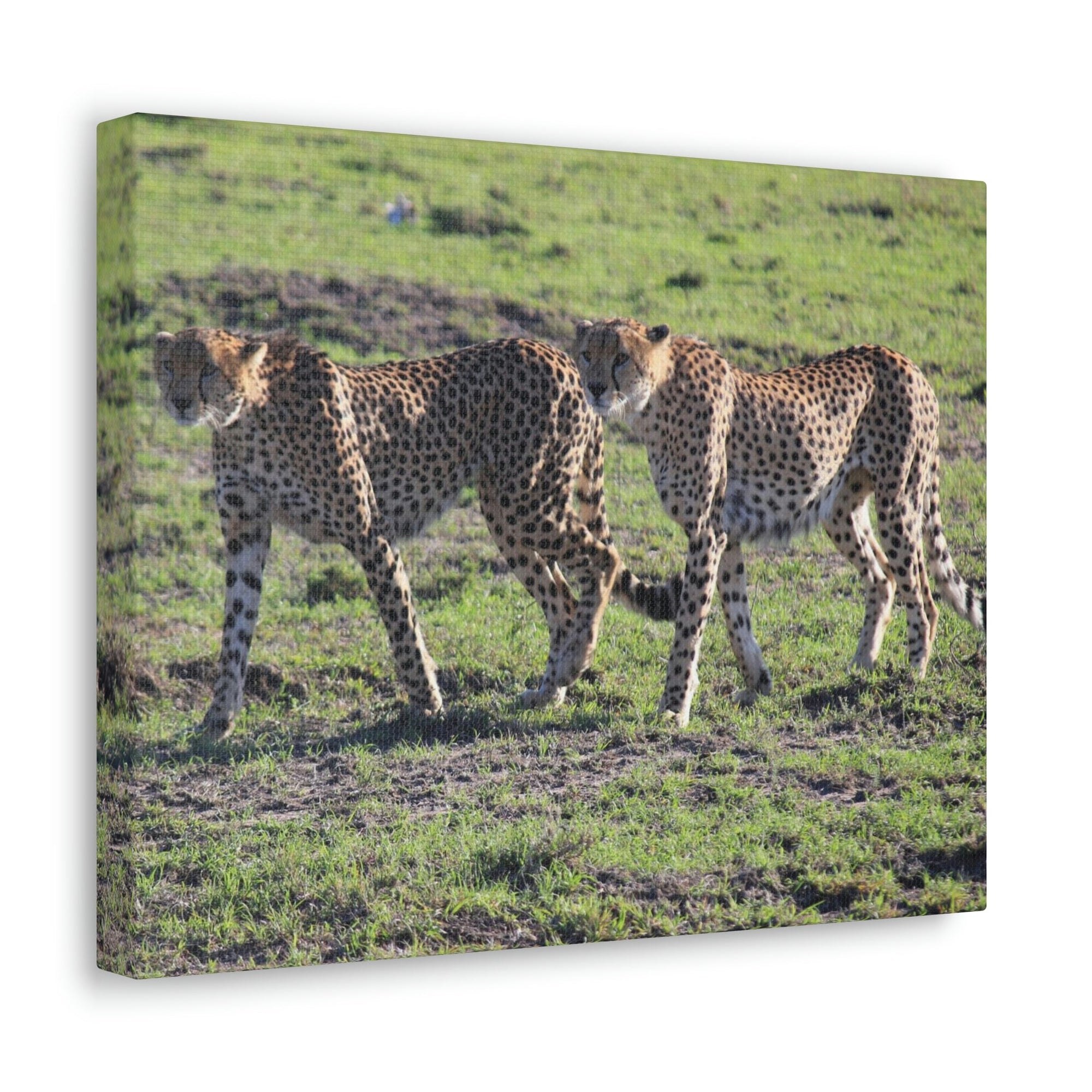 Scripture Walls Cheetah Couple Cheetah Troop Print Animal Wall Art Wildlife Canvas Prints Wall Art Ready to Hang Unframed-Express Your Love Gifts