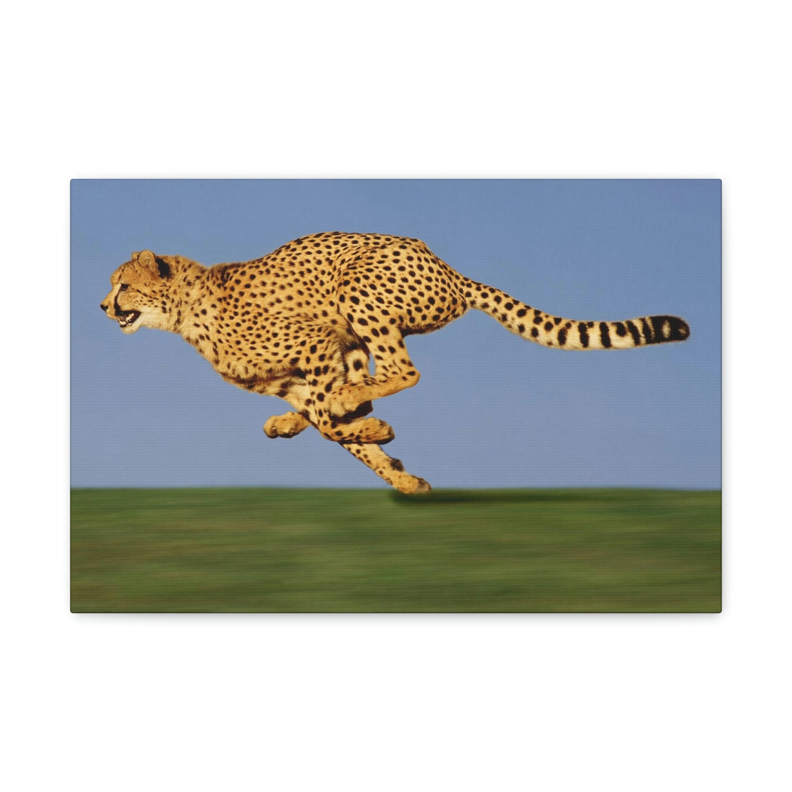 Scripture Walls Cheetah Hunting Cheetah on Hunt Print Animal Wall Art Wildlife Canvas Prints Wall Art Ready to Hang Unframed-Express Your Love Gifts