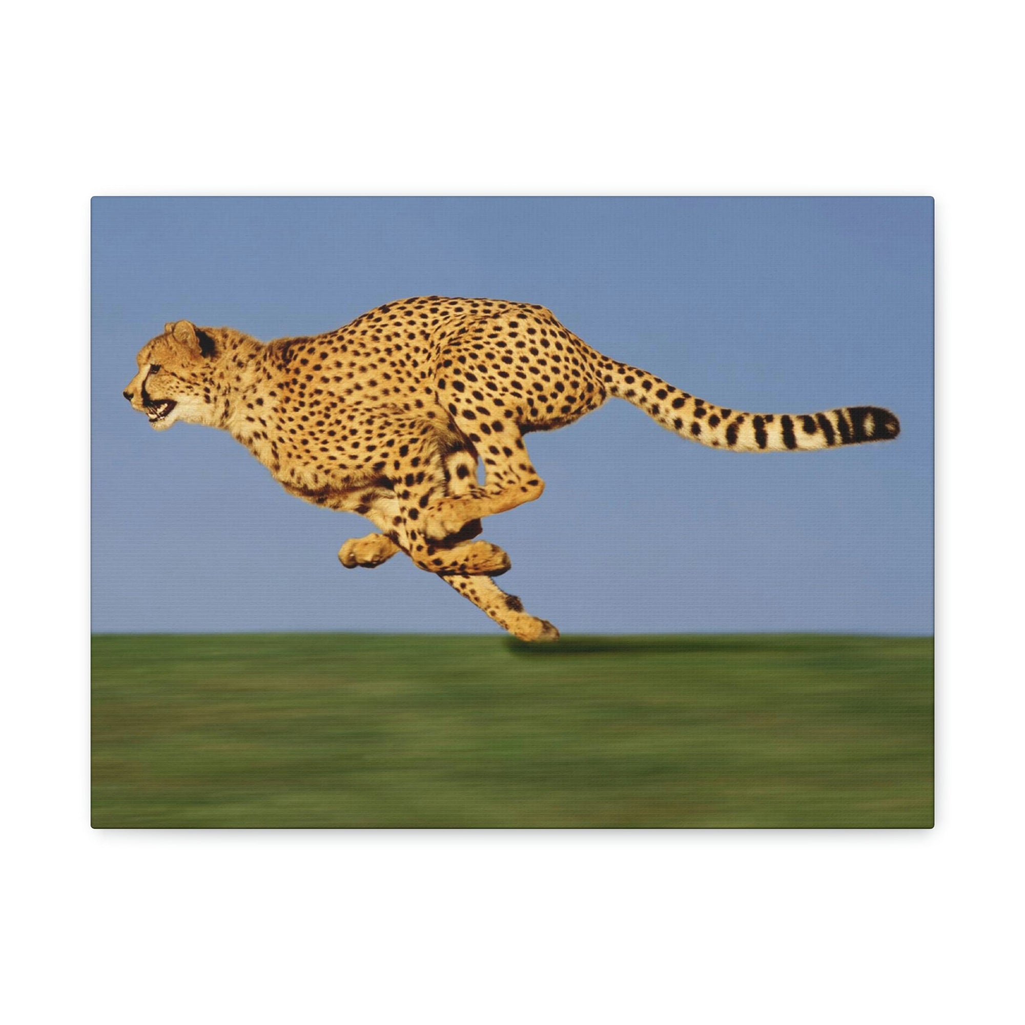 Scripture Walls Cheetah Hunting Cheetah on Hunt Print Animal Wall Art Wildlife Canvas Prints Wall Art Ready to Hang Unframed-Express Your Love Gifts