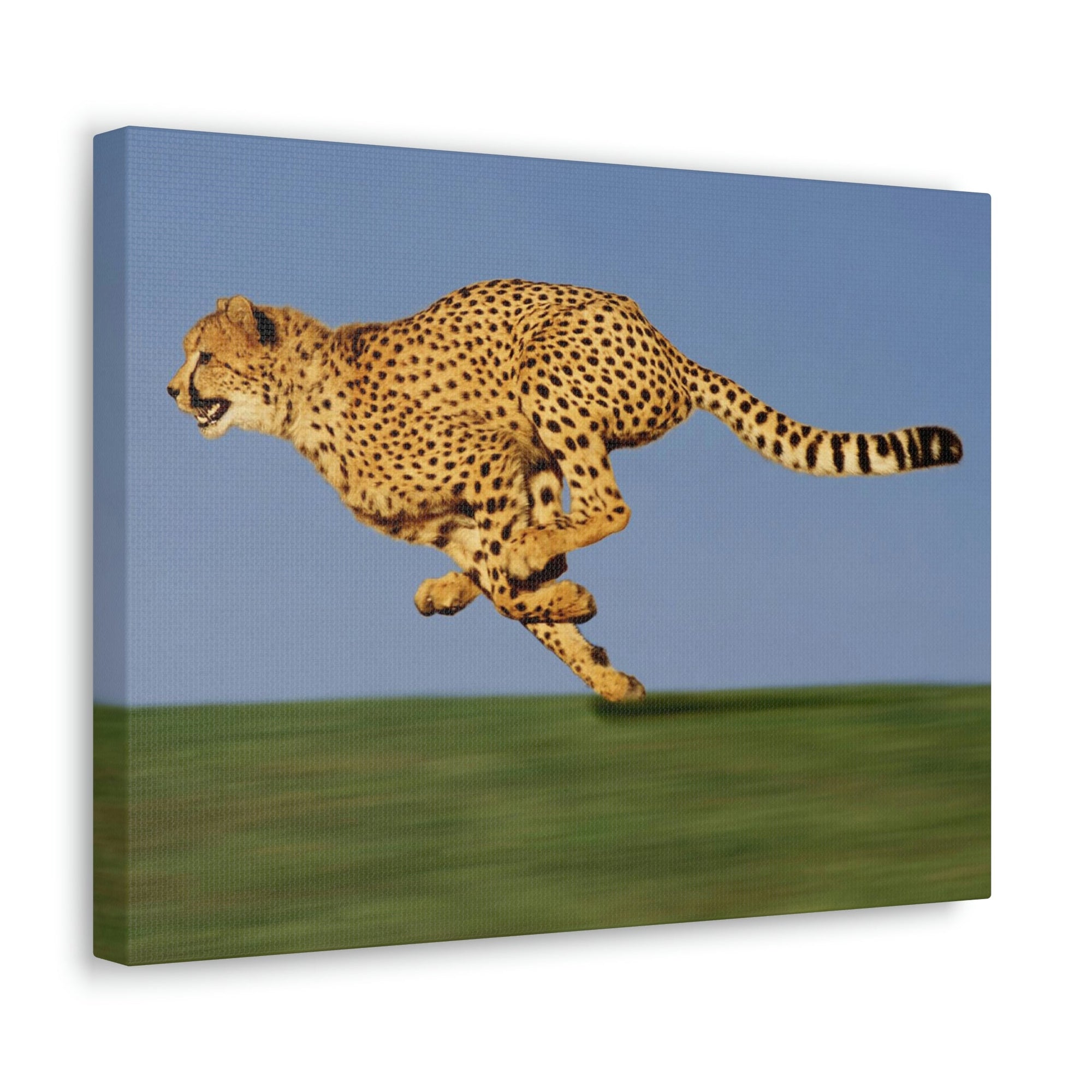 Scripture Walls Cheetah Hunting Cheetah on Hunt Print Animal Wall Art Wildlife Canvas Prints Wall Art Ready to Hang Unframed-Express Your Love Gifts