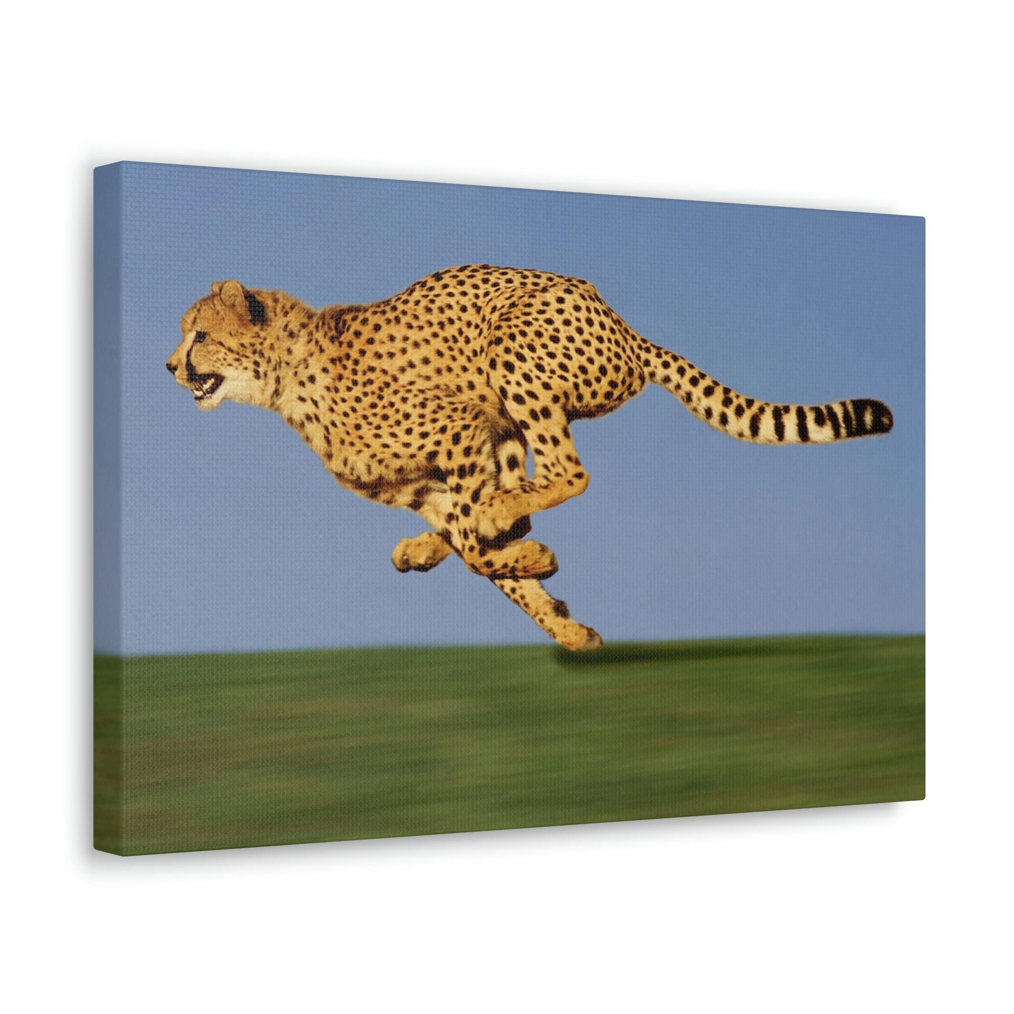 Scripture Walls Cheetah Hunting Cheetah on Hunt Print Animal Wall Art Wildlife Canvas Prints Wall Art Ready to Hang Unframed-Express Your Love Gifts