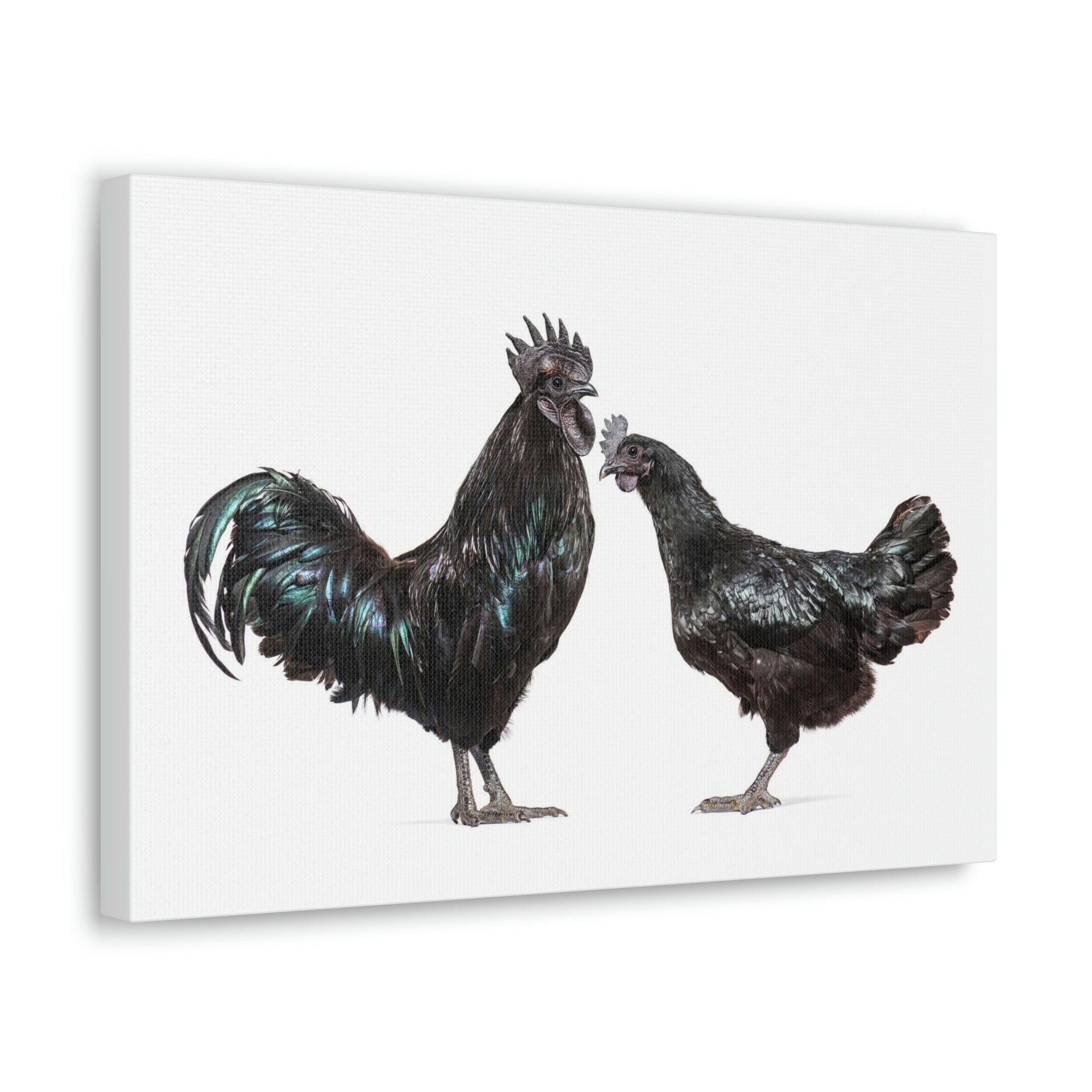 Scripture Walls Chicken Couple Chicken Troop Print Animal Wall Art Wildlife Canvas Prints Wall Art Ready to Hang Unframed-Express Your Love Gifts