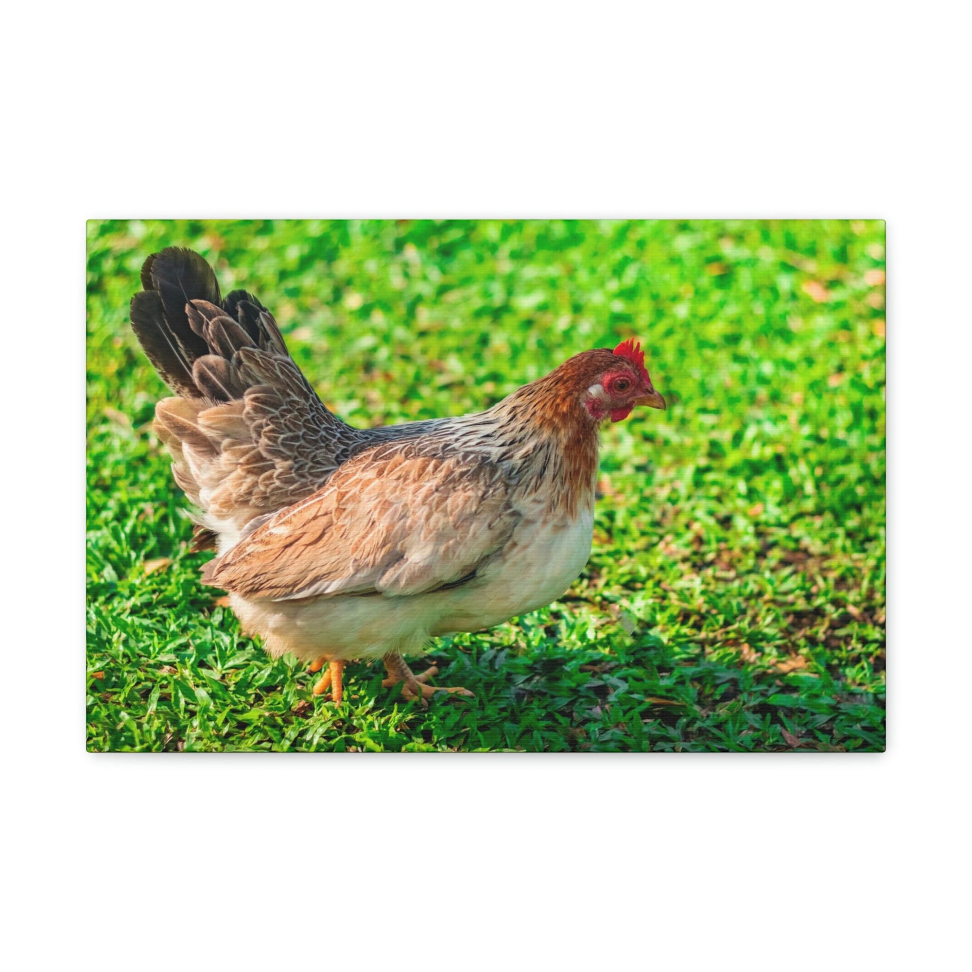 Scripture Walls Chicken Hunting Chicken on Hunt Print Animal Wall Art Wildlife Canvas Prints Wall Art Ready to Hang Unframed-Express Your Love Gifts