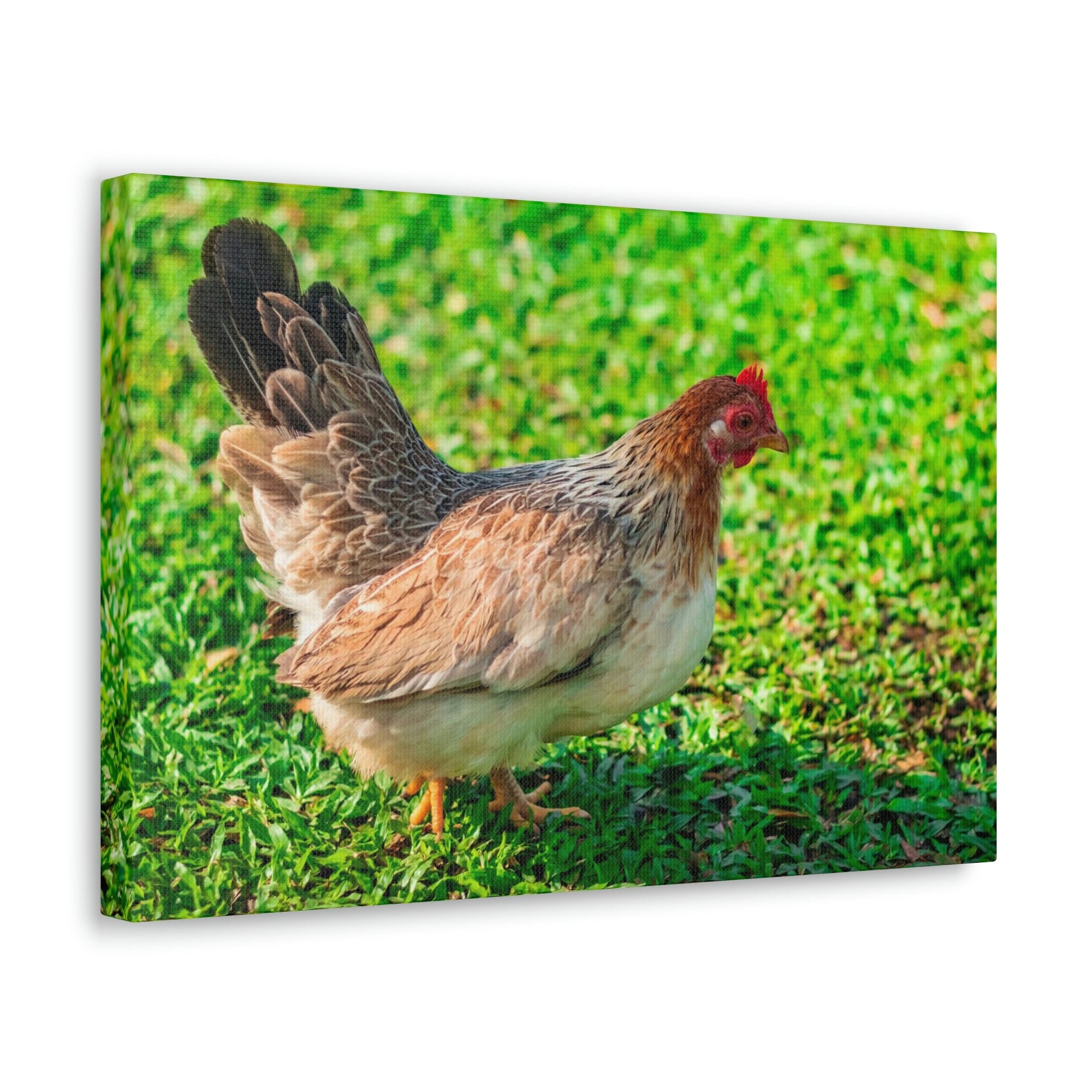 Scripture Walls Chicken Hunting Chicken on Hunt Print Animal Wall Art Wildlife Canvas Prints Wall Art Ready to Hang Unframed-Express Your Love Gifts