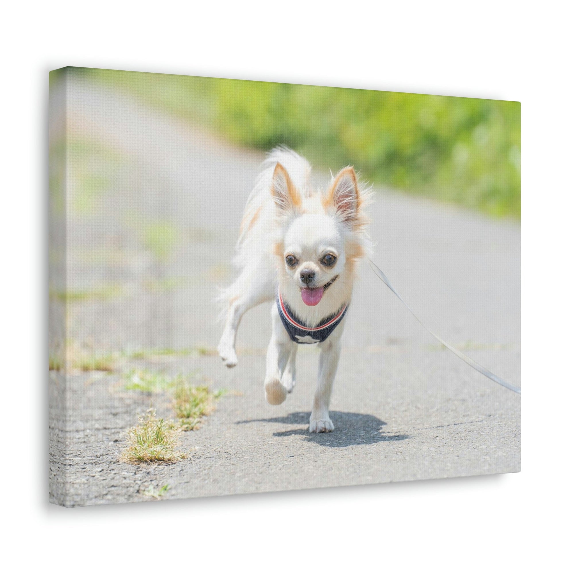 Scripture Walls Chihuahua Hunting Chihuahua on Hunt Print Animal Wall Art Wildlife Canvas Prints Wall Art Ready to Hang Unframed-Express Your Love Gifts