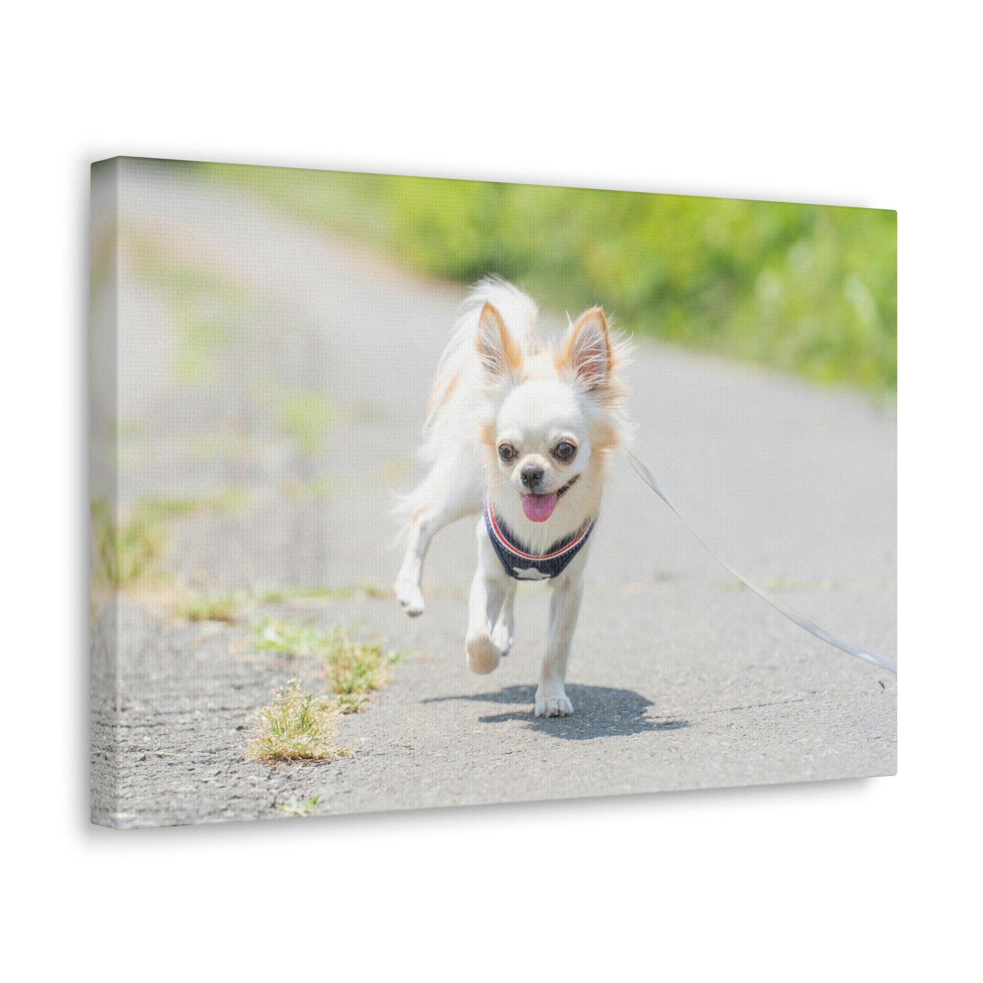 Scripture Walls Chihuahua Hunting Chihuahua on Hunt Print Animal Wall Art Wildlife Canvas Prints Wall Art Ready to Hang Unframed-Express Your Love Gifts