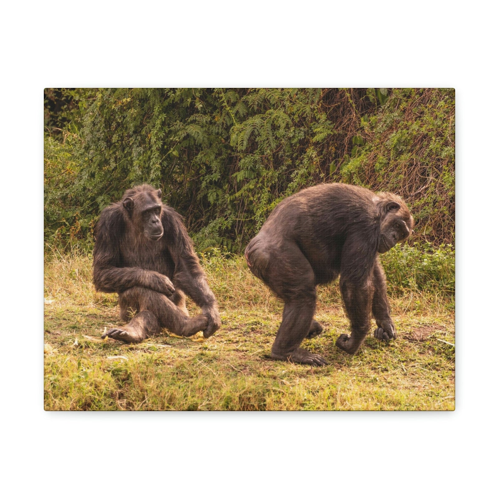 Scripture Walls Chimpanzee Couple Chimpanzee Troop Print Animal Wall Art Wildlife Canvas Prints Wall Art Ready to Hang Unframed-Express Your Love Gifts