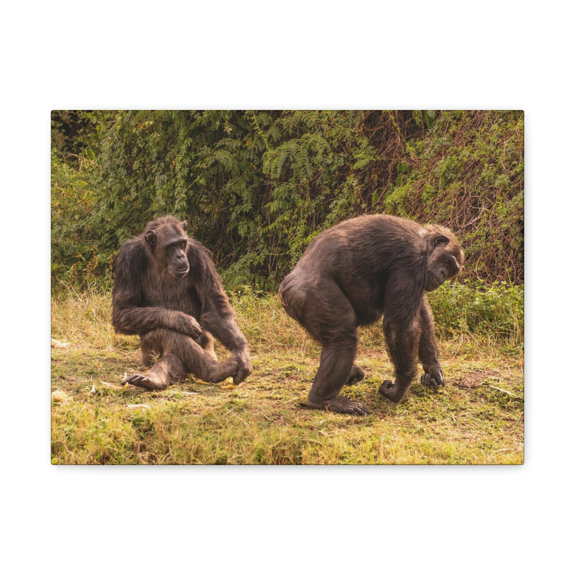 Scripture Walls Chimpanzee Couple Chimpanzee Troop Print Animal Wall Art Wildlife Canvas Prints Wall Art Ready to Hang Unframed-Express Your Love Gifts