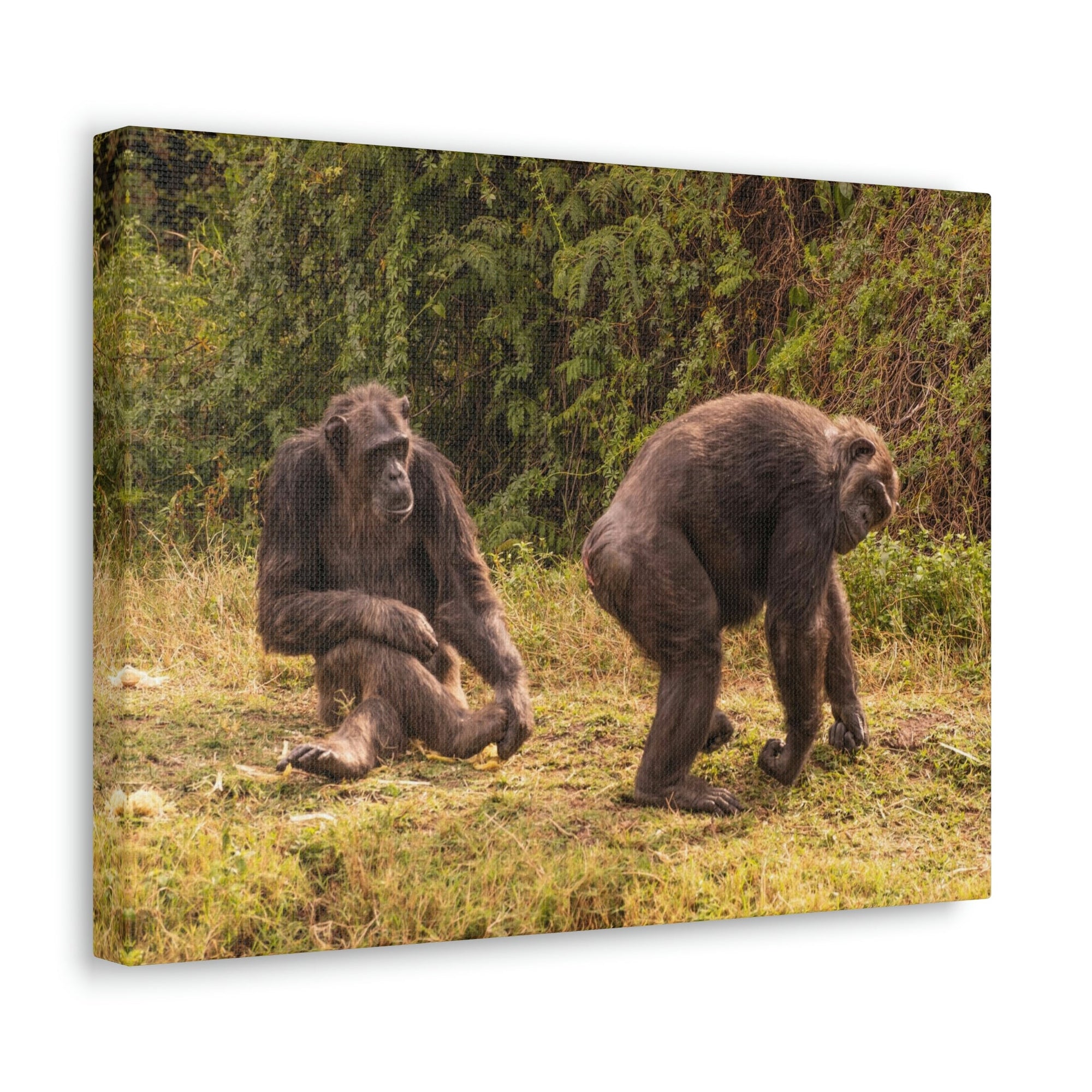 Scripture Walls Chimpanzee Couple Chimpanzee Troop Print Animal Wall Art Wildlife Canvas Prints Wall Art Ready to Hang Unframed-Express Your Love Gifts