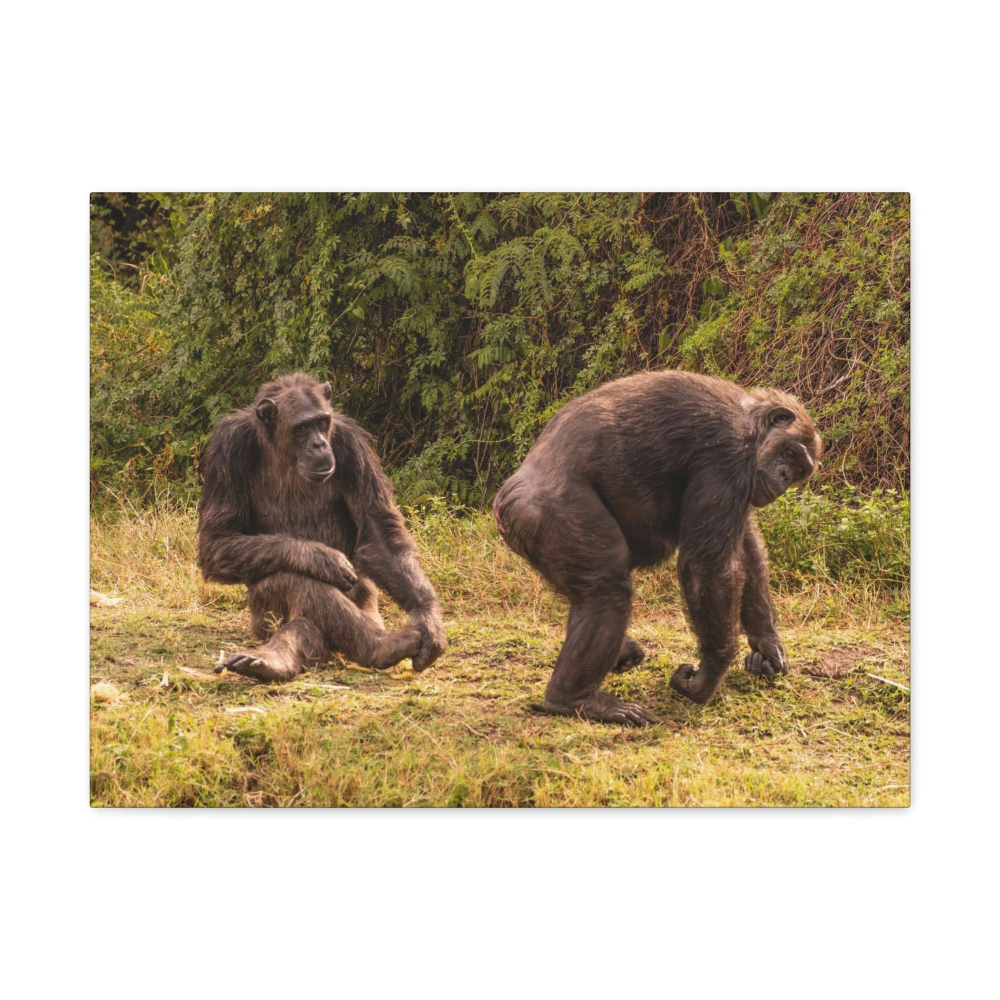 Scripture Walls Chimpanzee Couple Chimpanzee Troop Print Animal Wall Art Wildlife Canvas Prints Wall Art Ready to Hang Unframed-Express Your Love Gifts