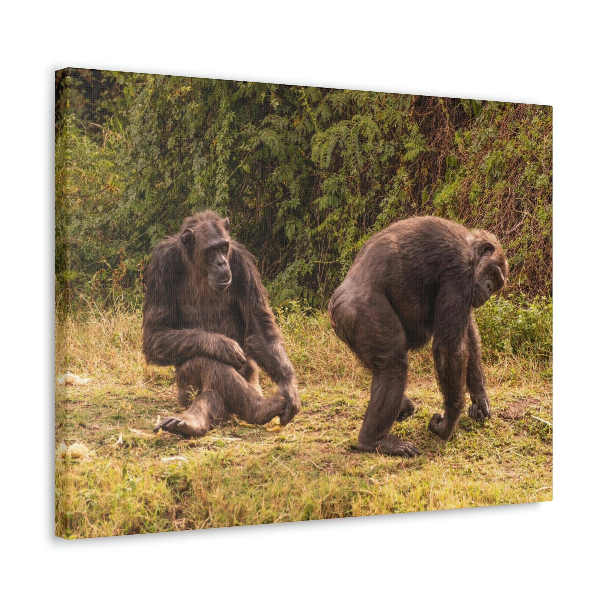 Scripture Walls Chimpanzee Couple Chimpanzee Troop Print Animal Wall Art Wildlife Canvas Prints Wall Art Ready to Hang Unframed-Express Your Love Gifts