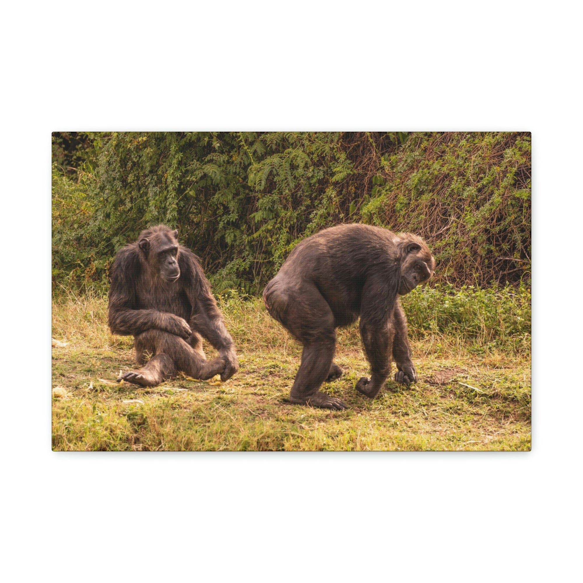 Scripture Walls Chimpanzee Couple Chimpanzee Troop Print Animal Wall Art Wildlife Canvas Prints Wall Art Ready to Hang Unframed-Express Your Love Gifts