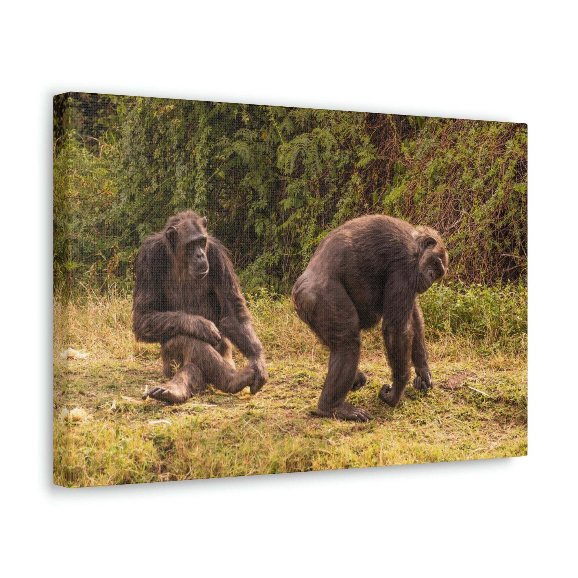 Scripture Walls Chimpanzee Couple Chimpanzee Troop Print Animal Wall Art Wildlife Canvas Prints Wall Art Ready to Hang Unframed-Express Your Love Gifts