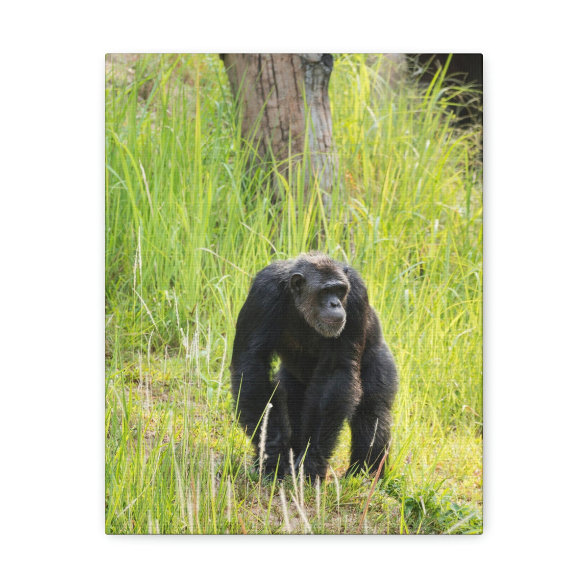 Scripture Walls Chimpanzee Hunting Chimpanzee on Hunt Print Animal Wall Art Wildlife Canvas Prints Wall Art Ready to Hang Unframed-Express Your Love Gifts