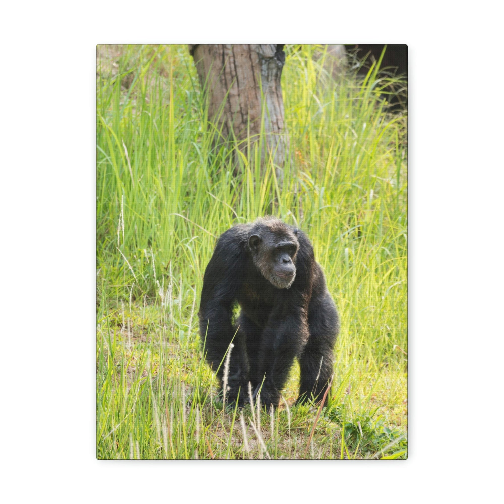 Scripture Walls Chimpanzee Hunting Chimpanzee on Hunt Print Animal Wall Art Wildlife Canvas Prints Wall Art Ready to Hang Unframed-Express Your Love Gifts