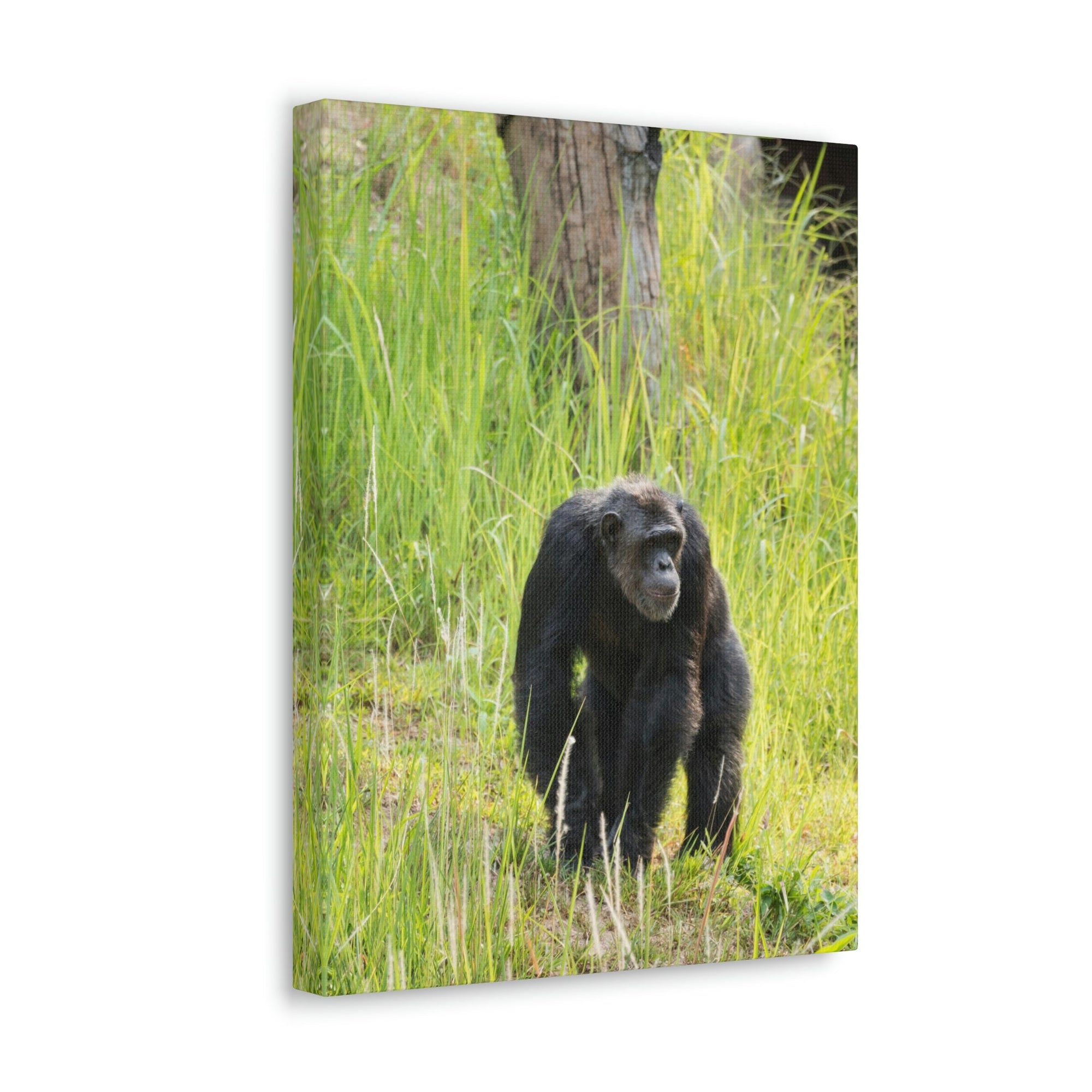 Scripture Walls Chimpanzee Hunting Chimpanzee on Hunt Print Animal Wall Art Wildlife Canvas Prints Wall Art Ready to Hang Unframed-Express Your Love Gifts